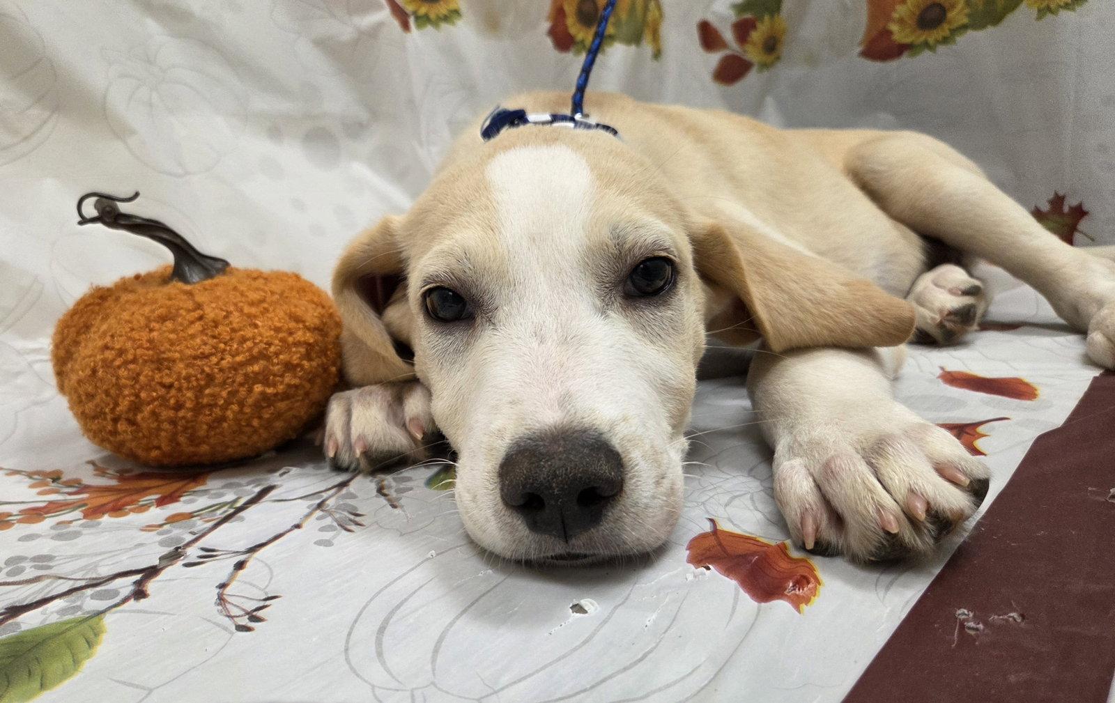 Cuddles, Adoptable, Puppy Male Labrador Retriever & Golden Retriever.