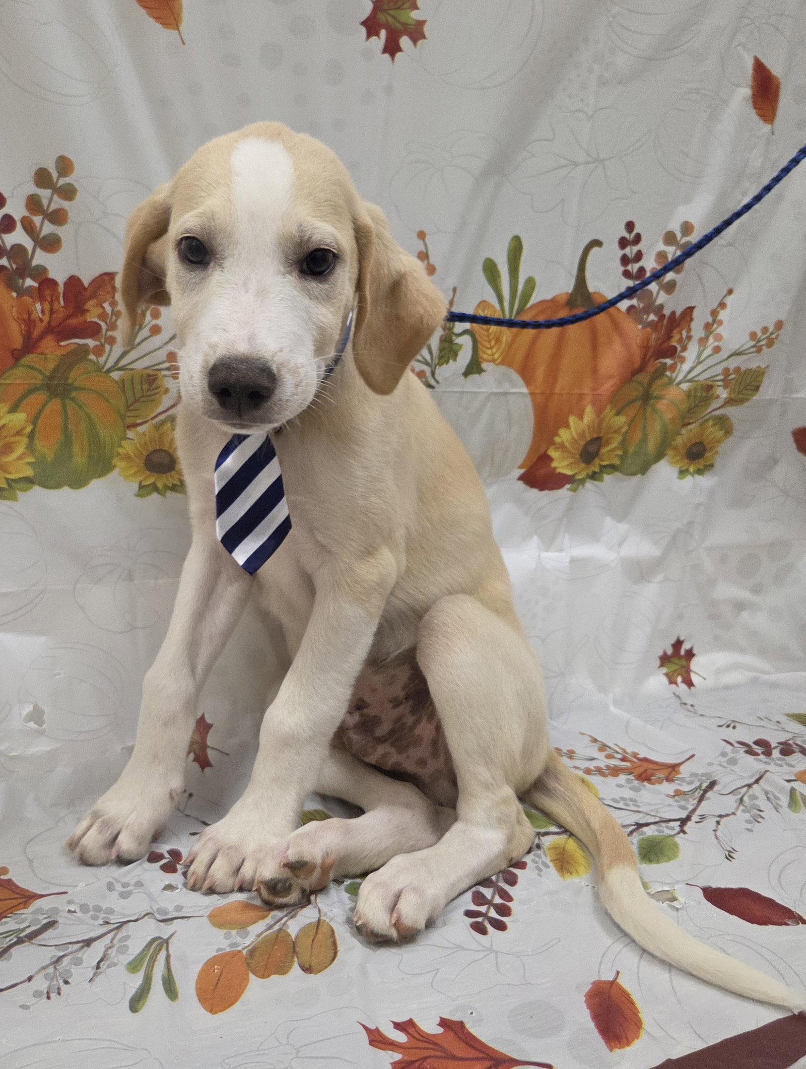 Enlarge Cuddles, a Adoptable mixed breed in Attalla, AL image 2/3