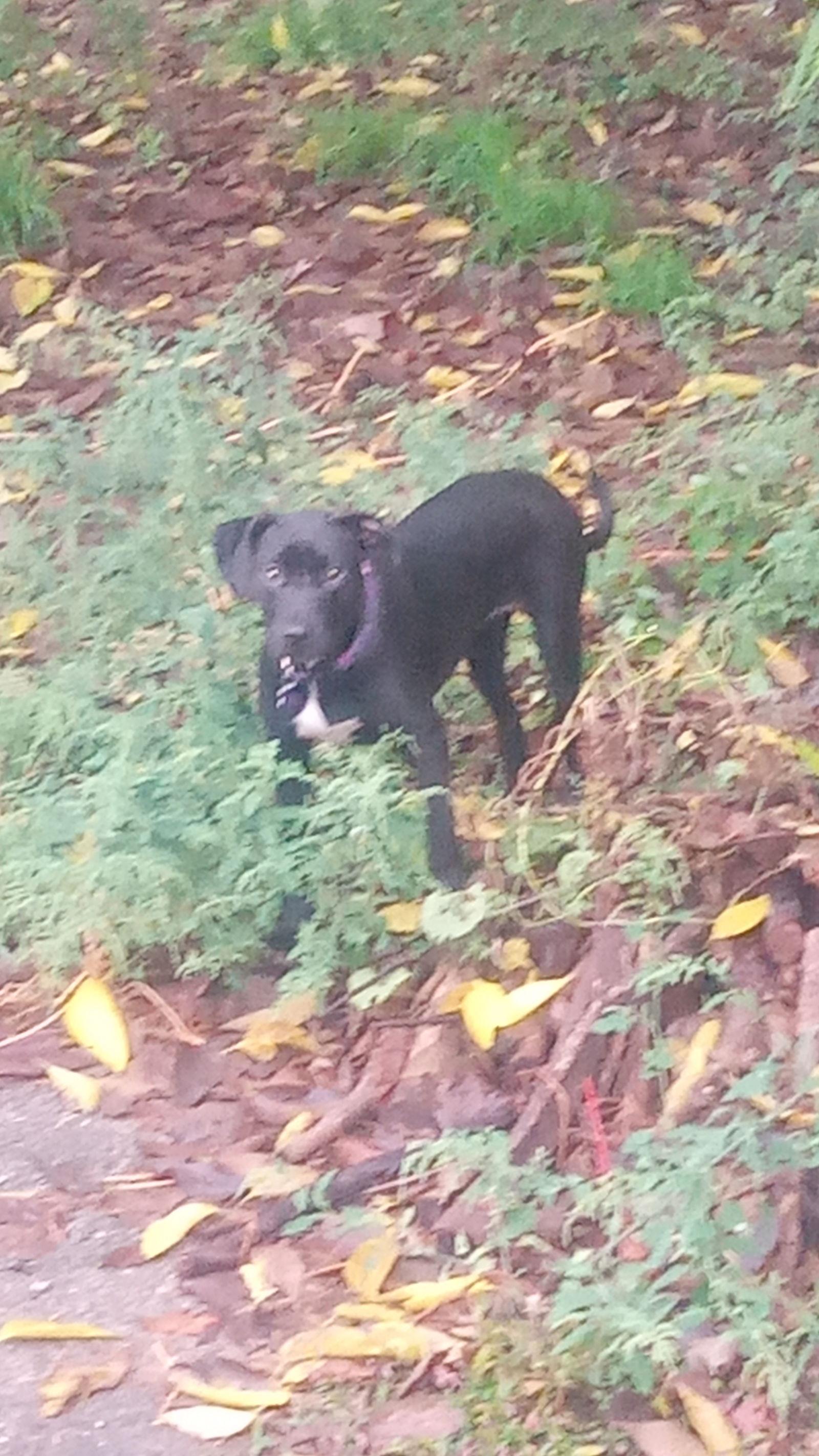 Zoodle, a Adopted Terrier in St. Louis, MO image 1/3