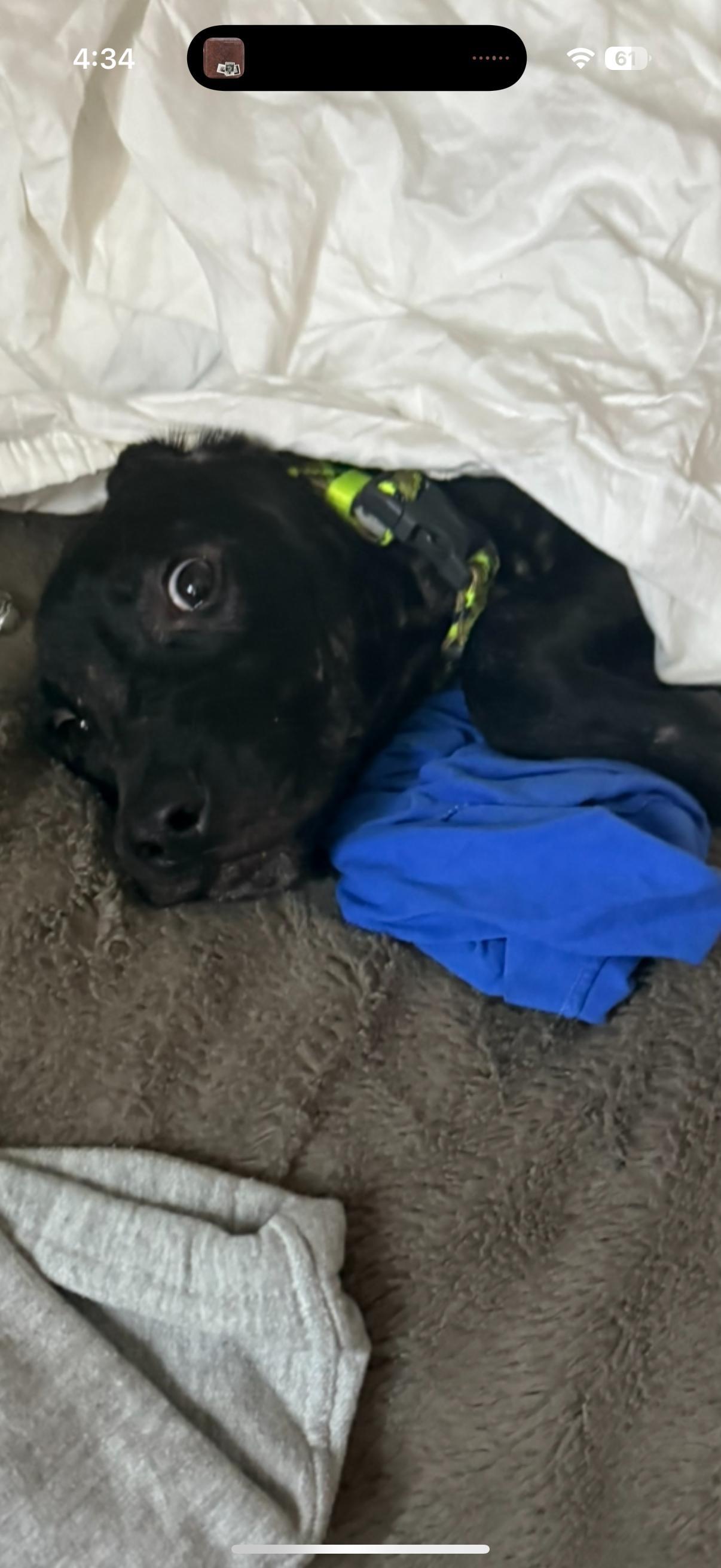 Zoodle, a Adopted Terrier in St. Louis, MO image 2/3