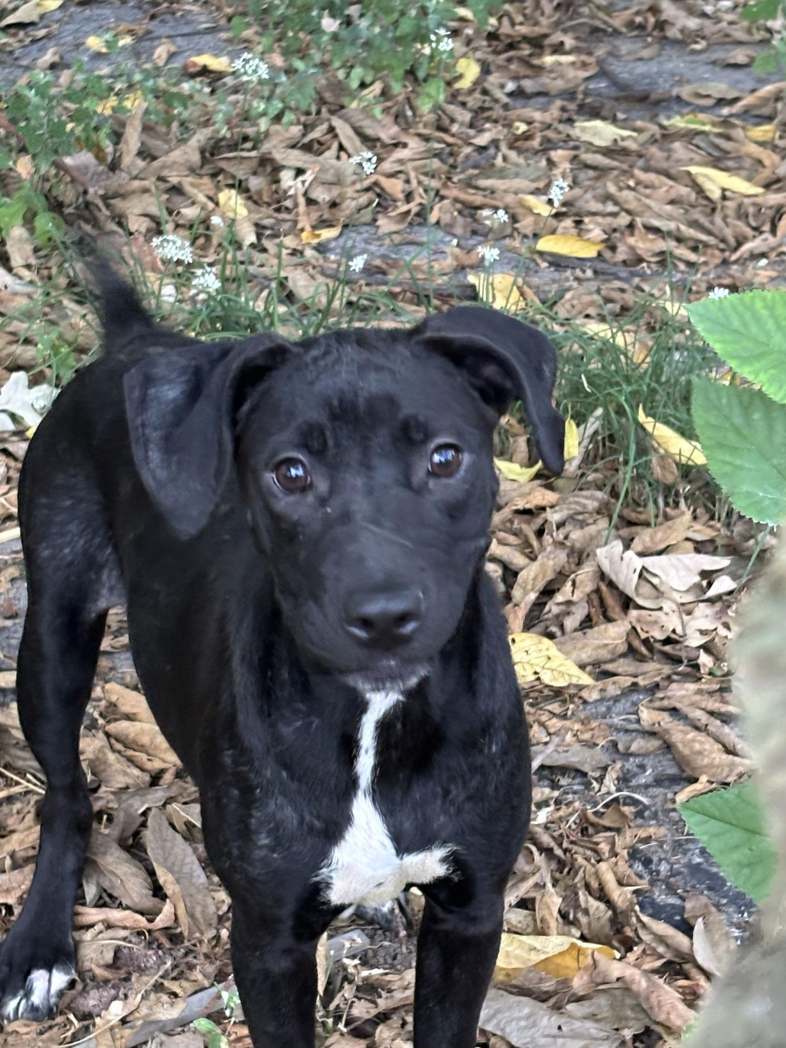Zoodle, a Adopted Terrier in St. Louis, MO image 3/3