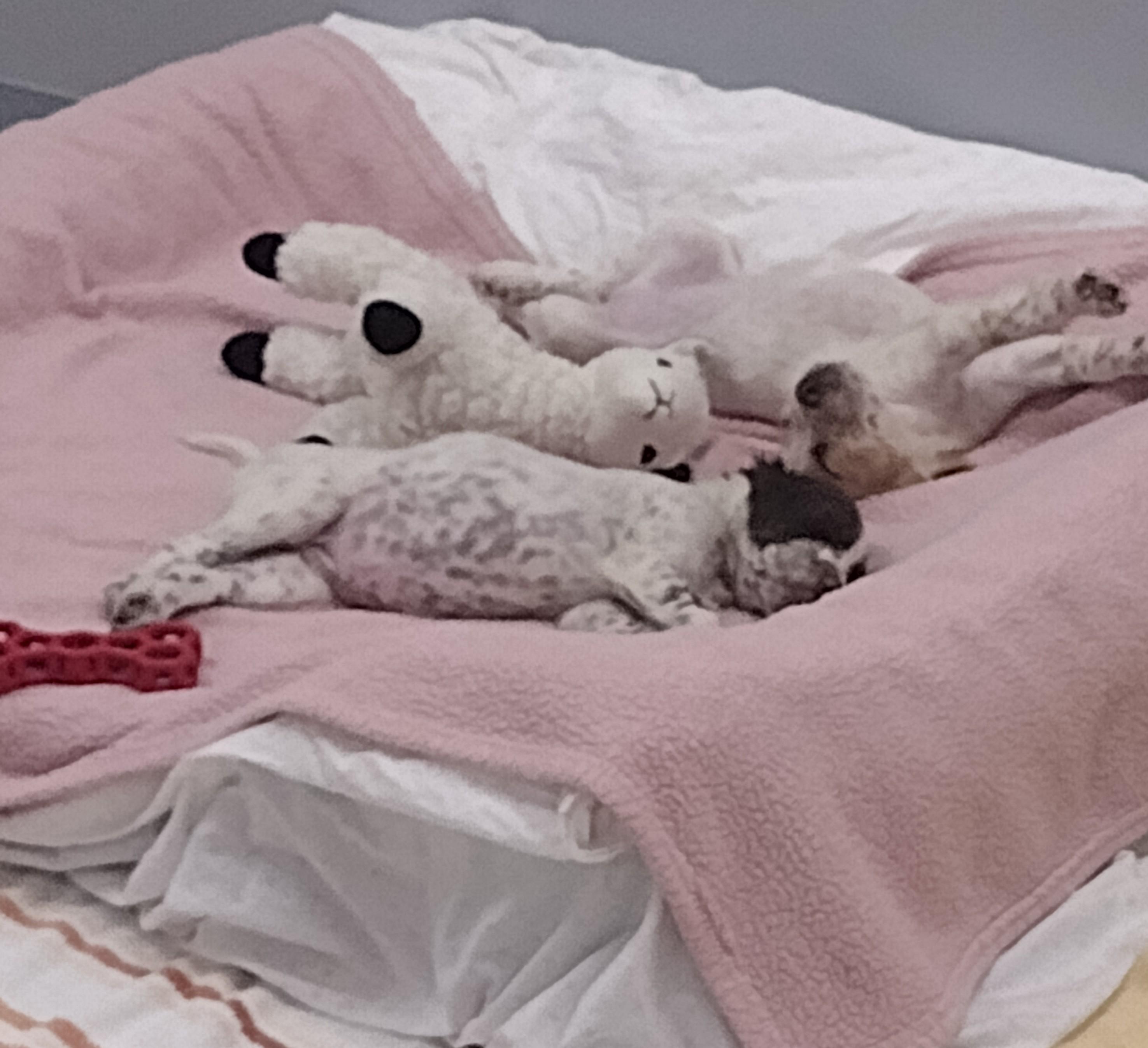 Enlarge Countess, a Adopted English Setter in Bloomfield, CT image 2/2