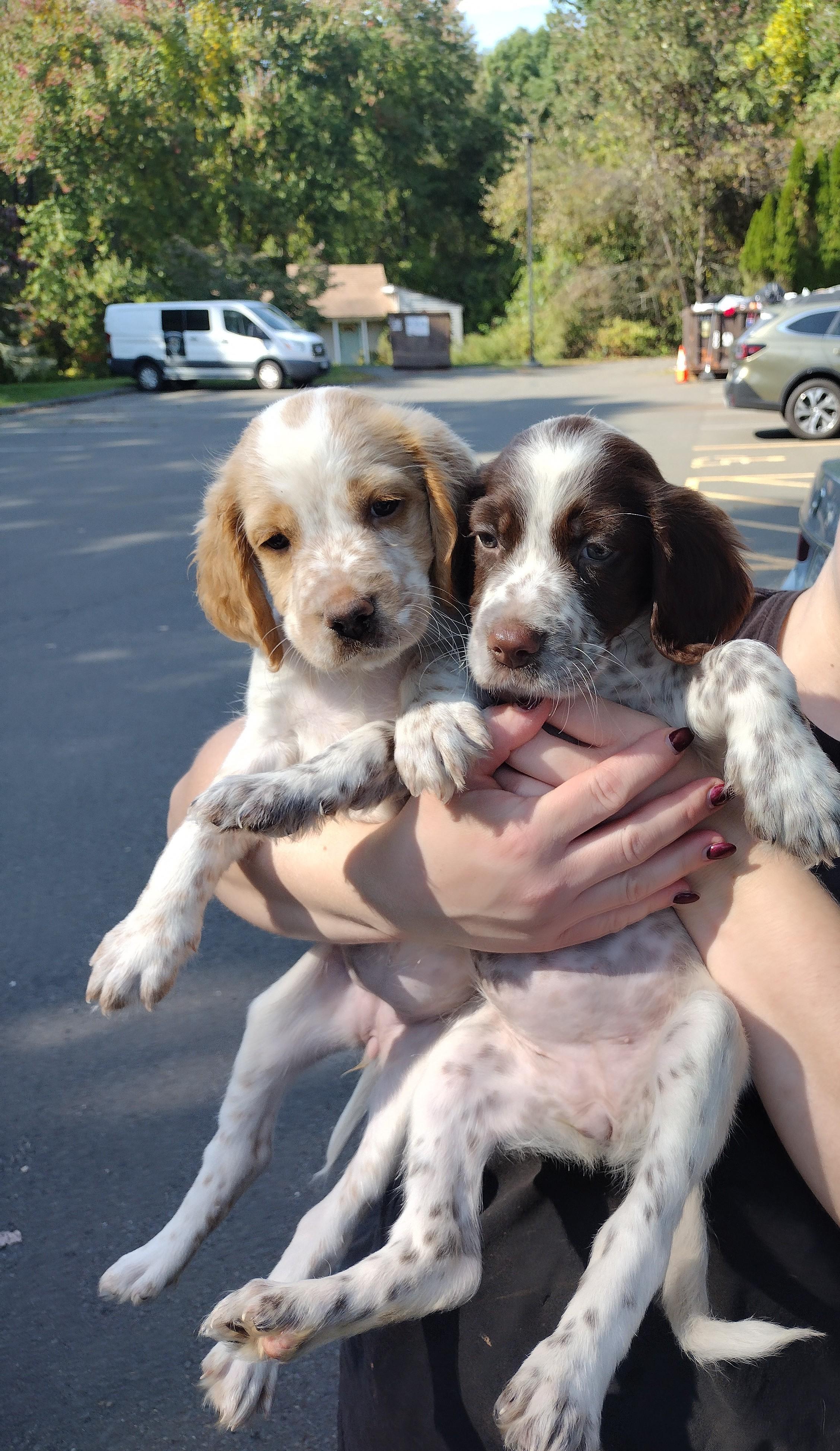 Enlarge Countess, a Adopted English Setter in Bloomfield, CT image 1/2