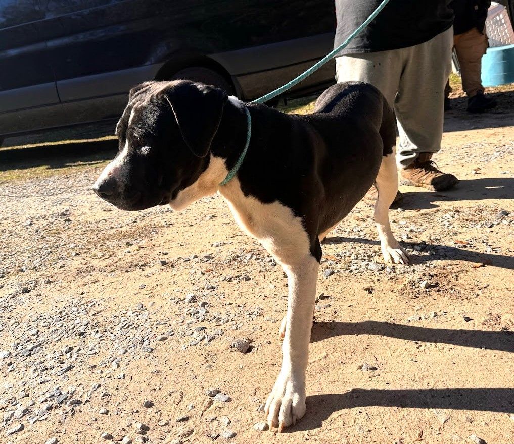 SILAS - Sponsored Adoption Fee!!, a Adoptable American Bulldog in West Dover, VT image 5/5