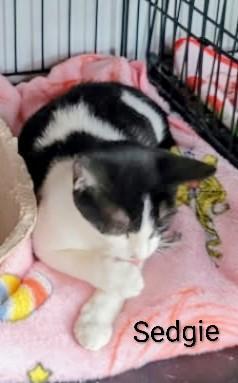 Sedge, adopted, Young Female Domestic Short Hair.
