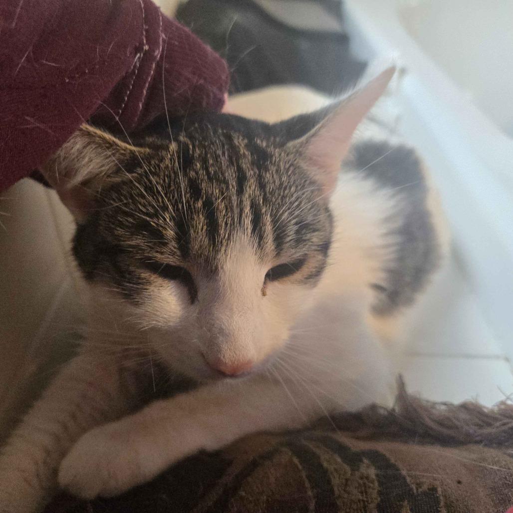 Clover, Adoptable, Young Female Domestic Short Hair.