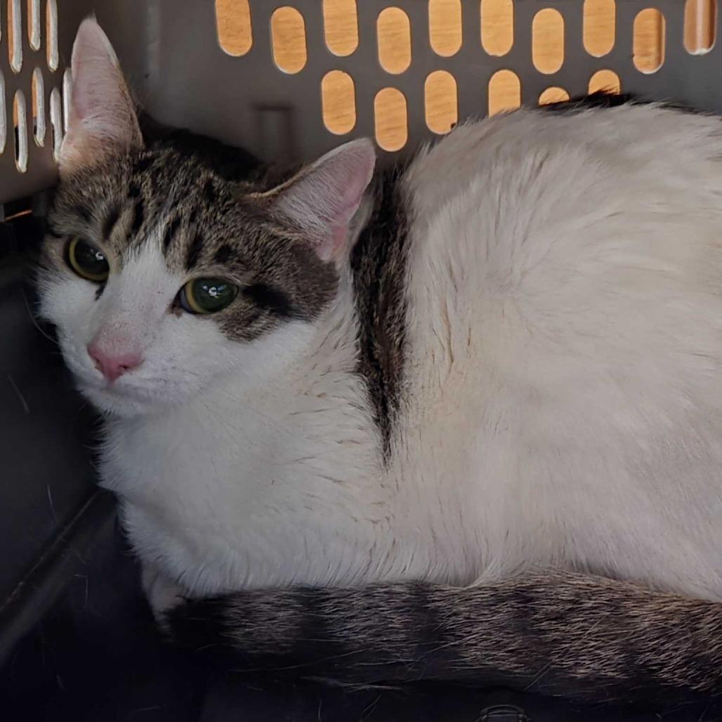 Enlarge Clover, a Adoptable Domestic Short Hair in Delaware, OH image 2/2