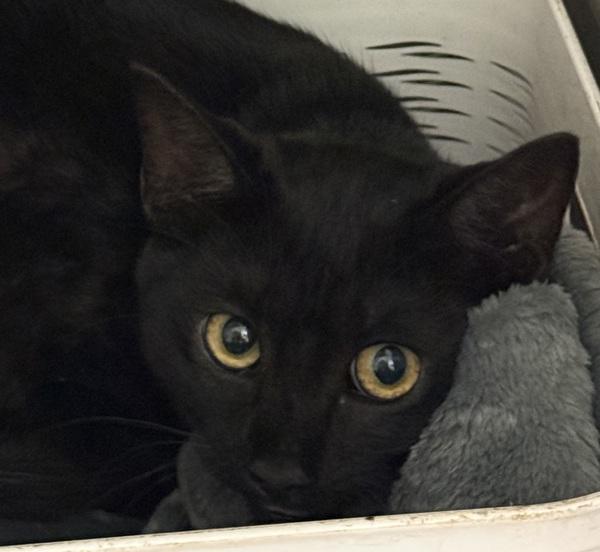 Rosemary, Adoptable, Young Female Domestic Short Hair.