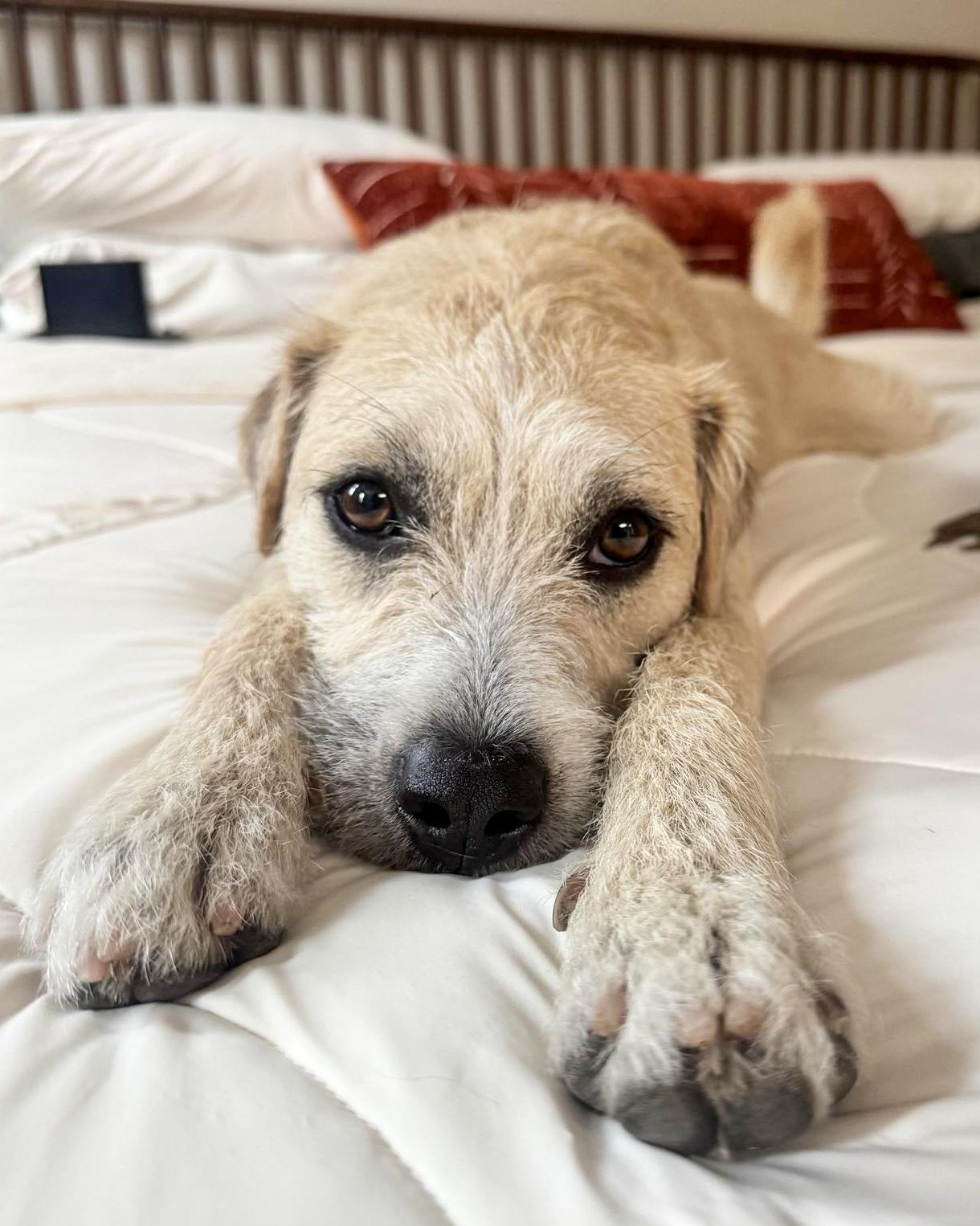 Luka, a Adoptable mixed breed in Corona, CA image 1/3