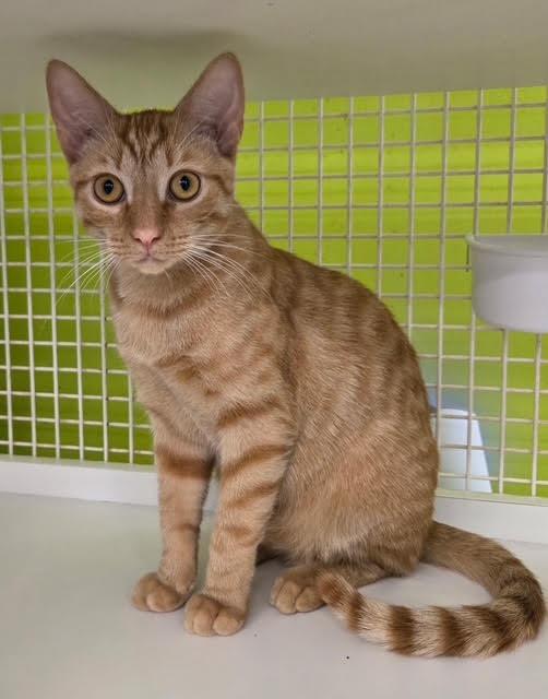 Louie, Adoptable, Kitten Male Domestic Short Hair.