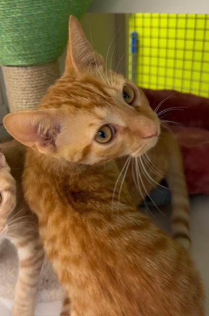 Enlarge Louie, a Adoptable mixed breed in Fort Myers, FL image 1/1