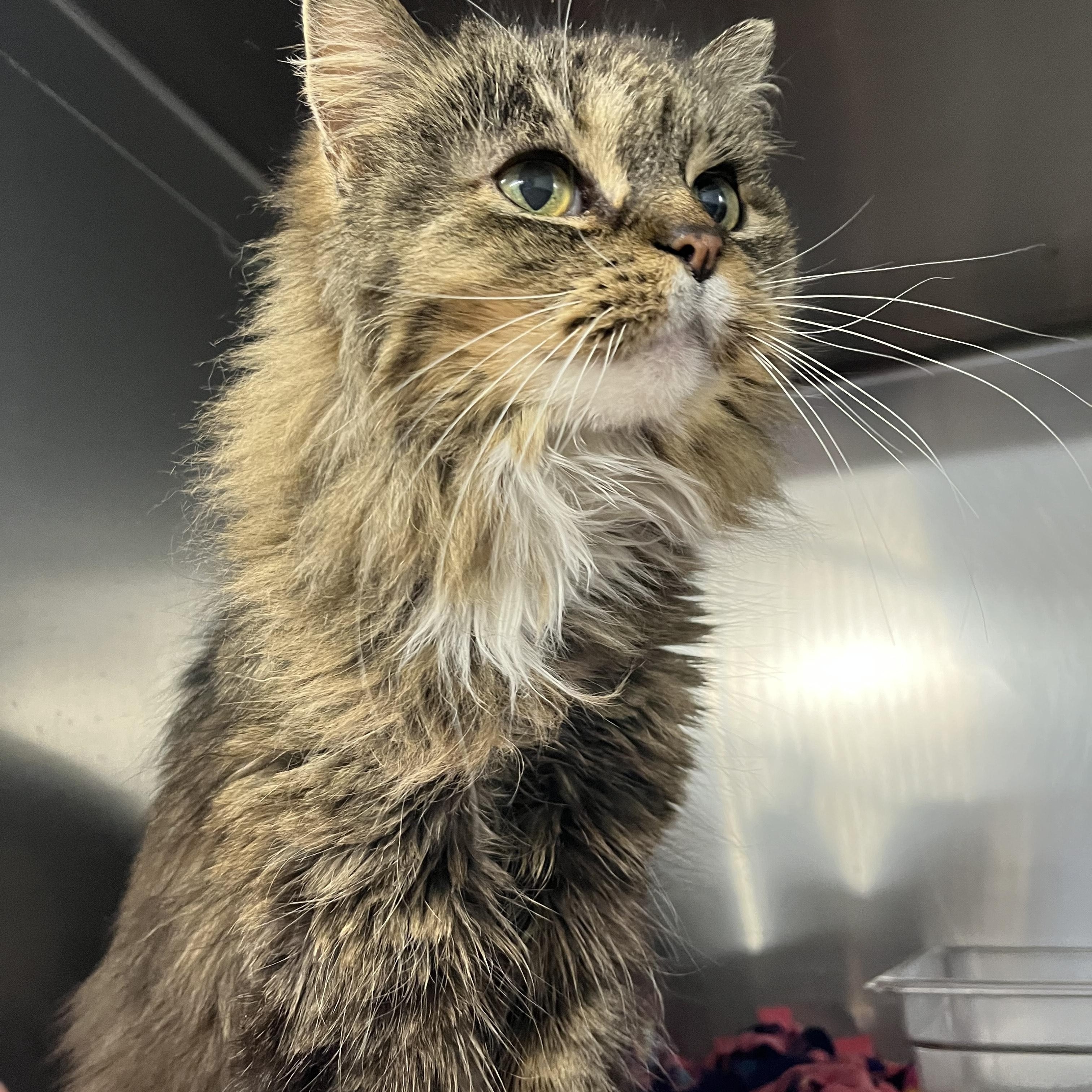 Iris, Senior Female Domestic Long Hair
