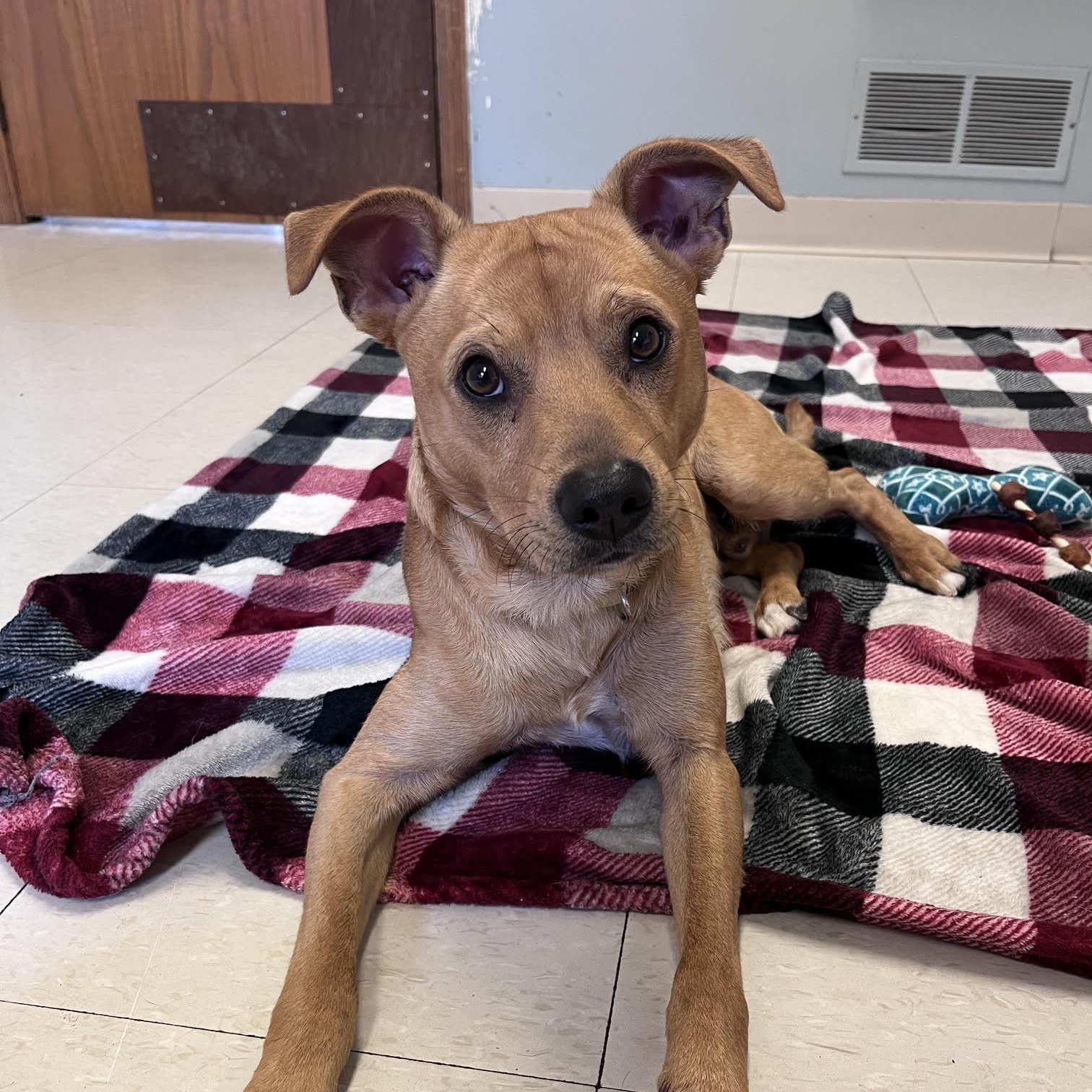 Tom, an adopted mixed breed in West Jefferson, OH image 2/5