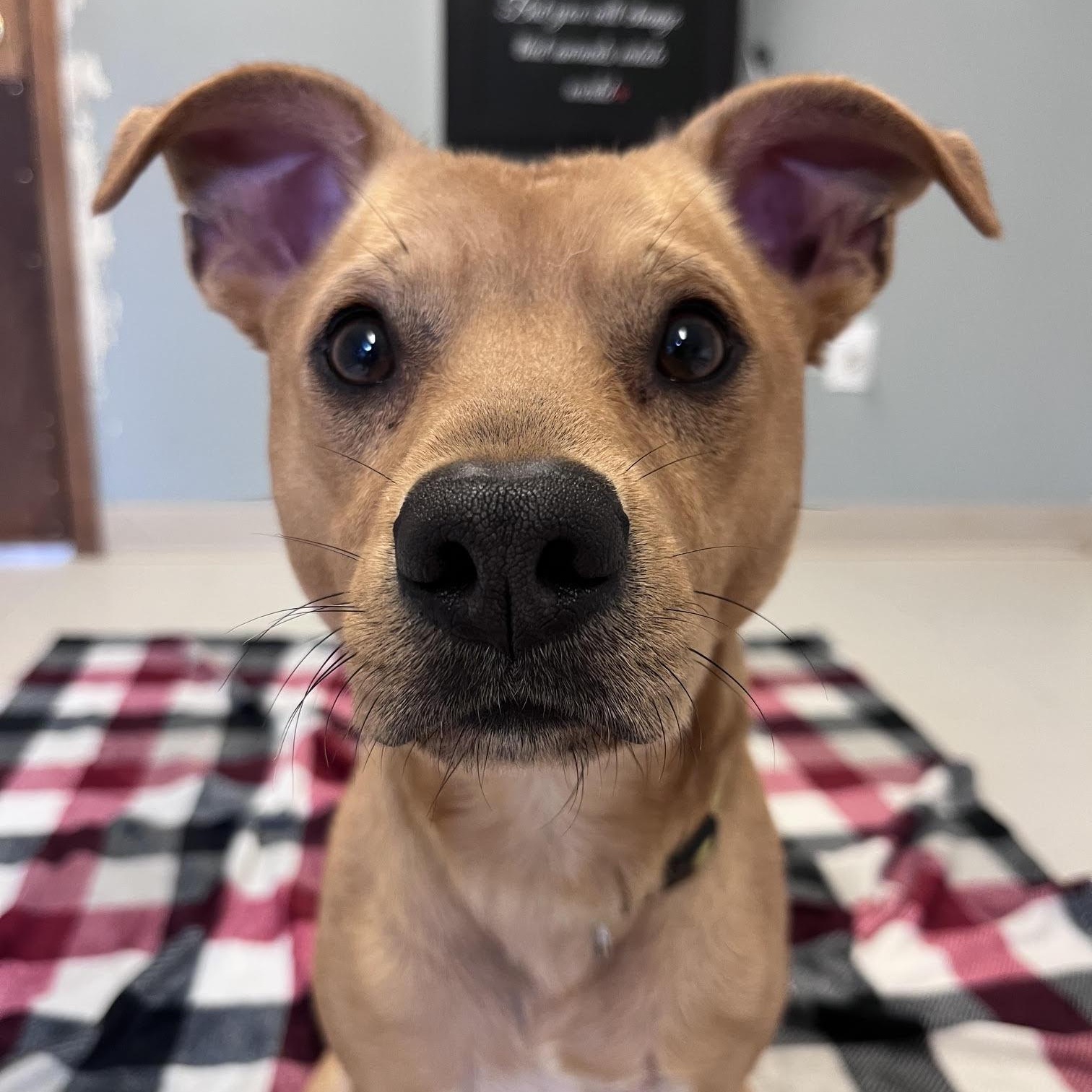 Tom, an adopted mixed breed in West Jefferson, OH image 4/5