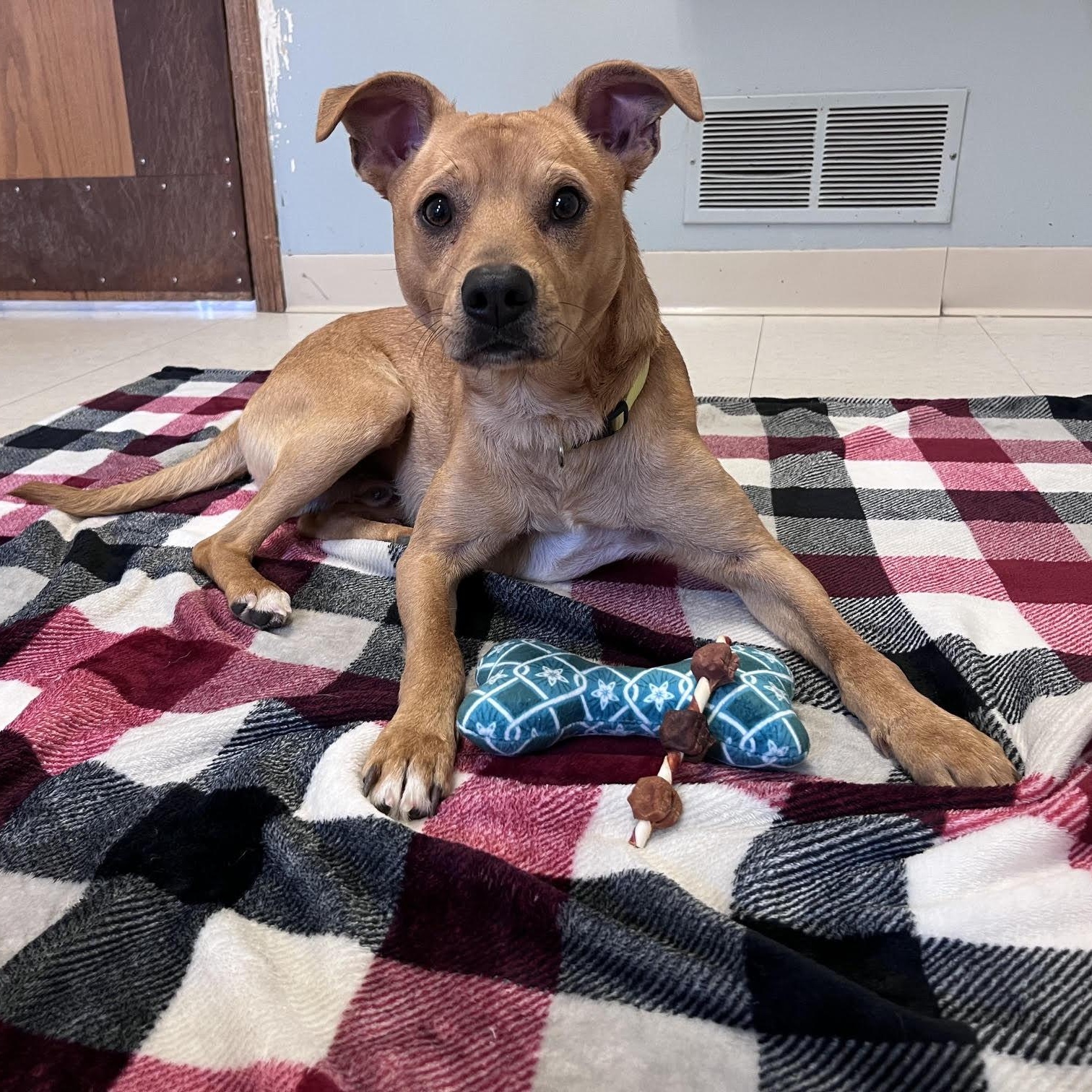 Tom, an adopted mixed breed in West Jefferson, OH image 5/5