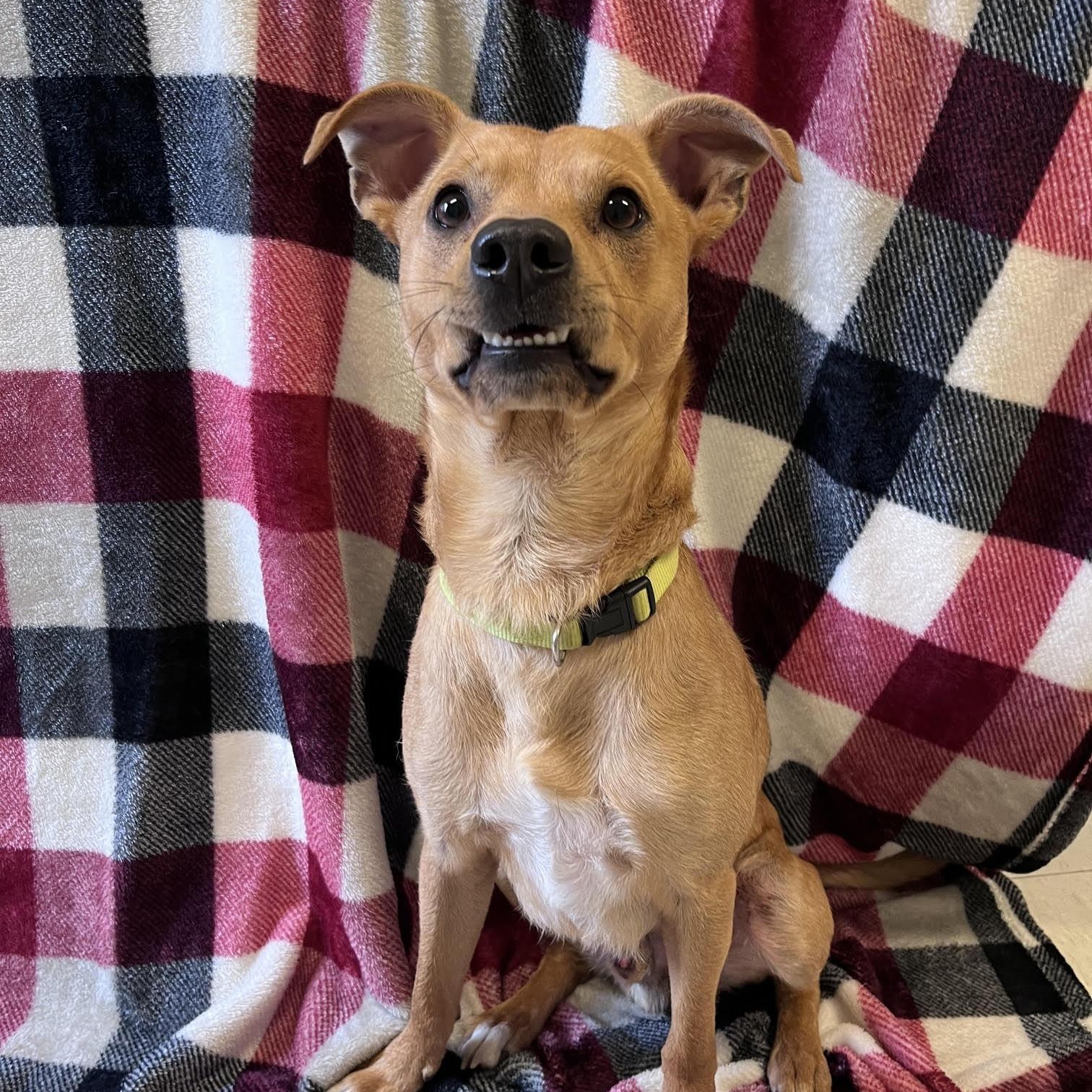 Tom, adopted, Adult Male Mixed Breed.
