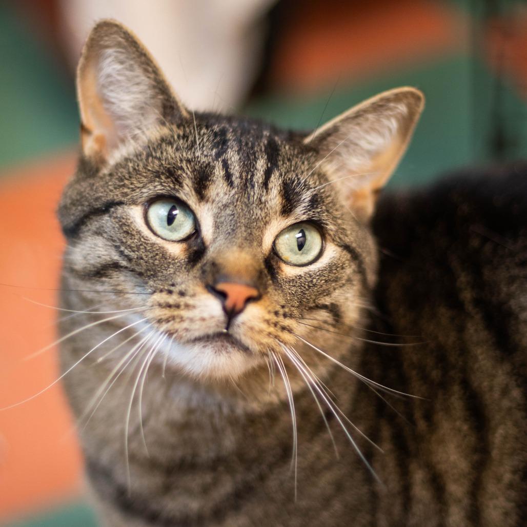 Enlarge Louie, a Adoptable Domestic Short Hair in South Burlington, VT image 1/6