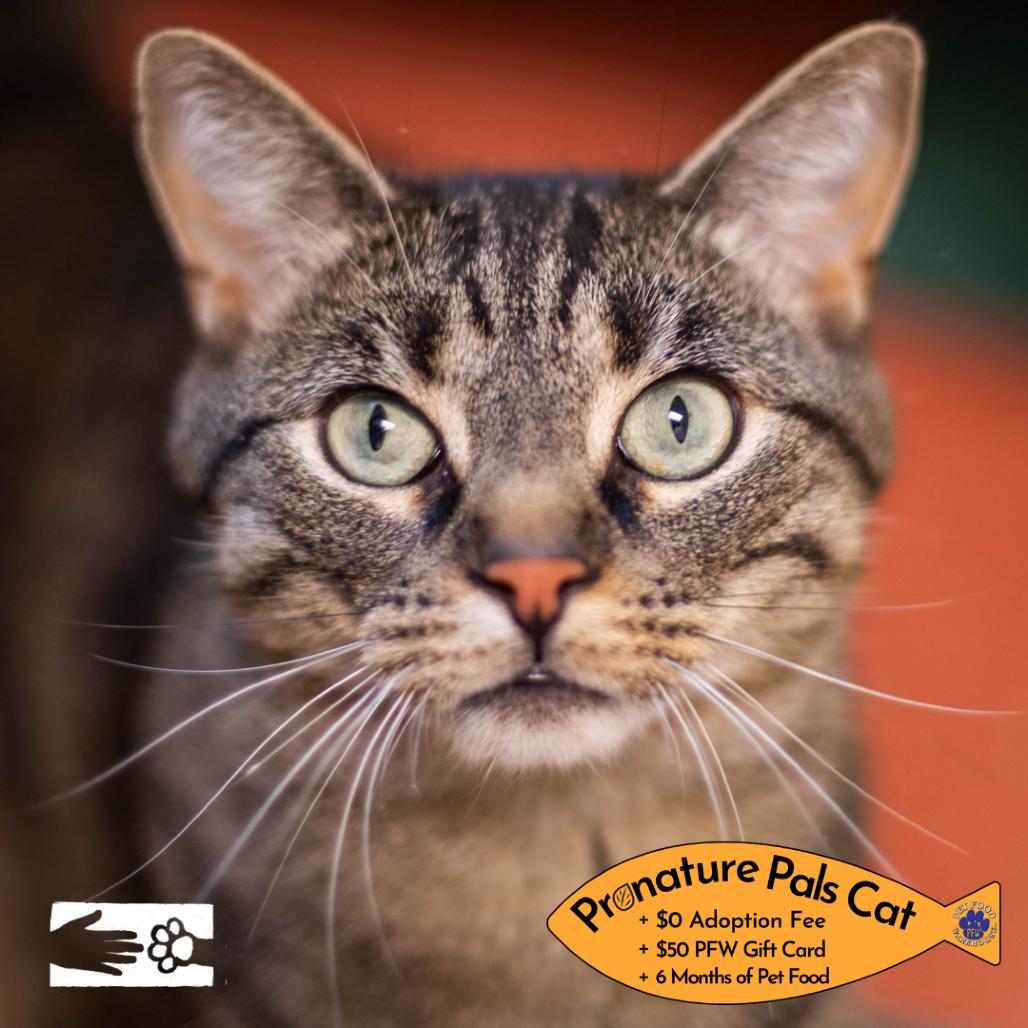 Enlarge Louie, a Adoptable Domestic Short Hair in South Burlington, VT image 2/6