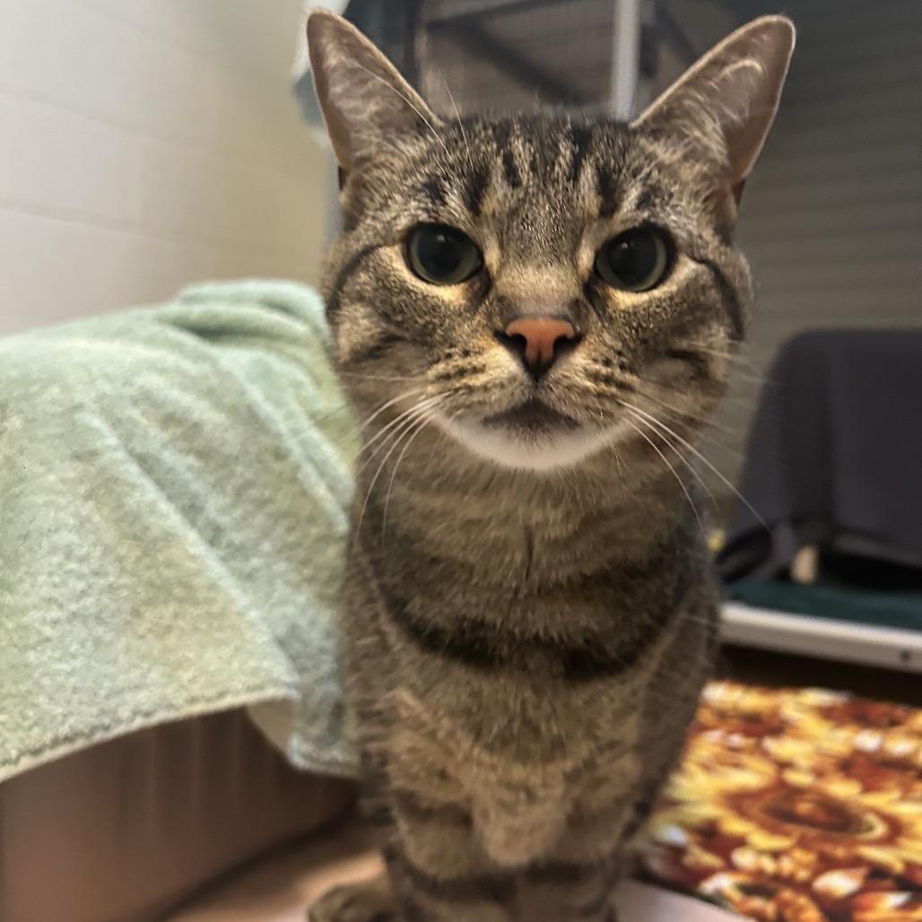 Enlarge Louie, a Adoptable Domestic Short Hair in South Burlington, VT image 3/6