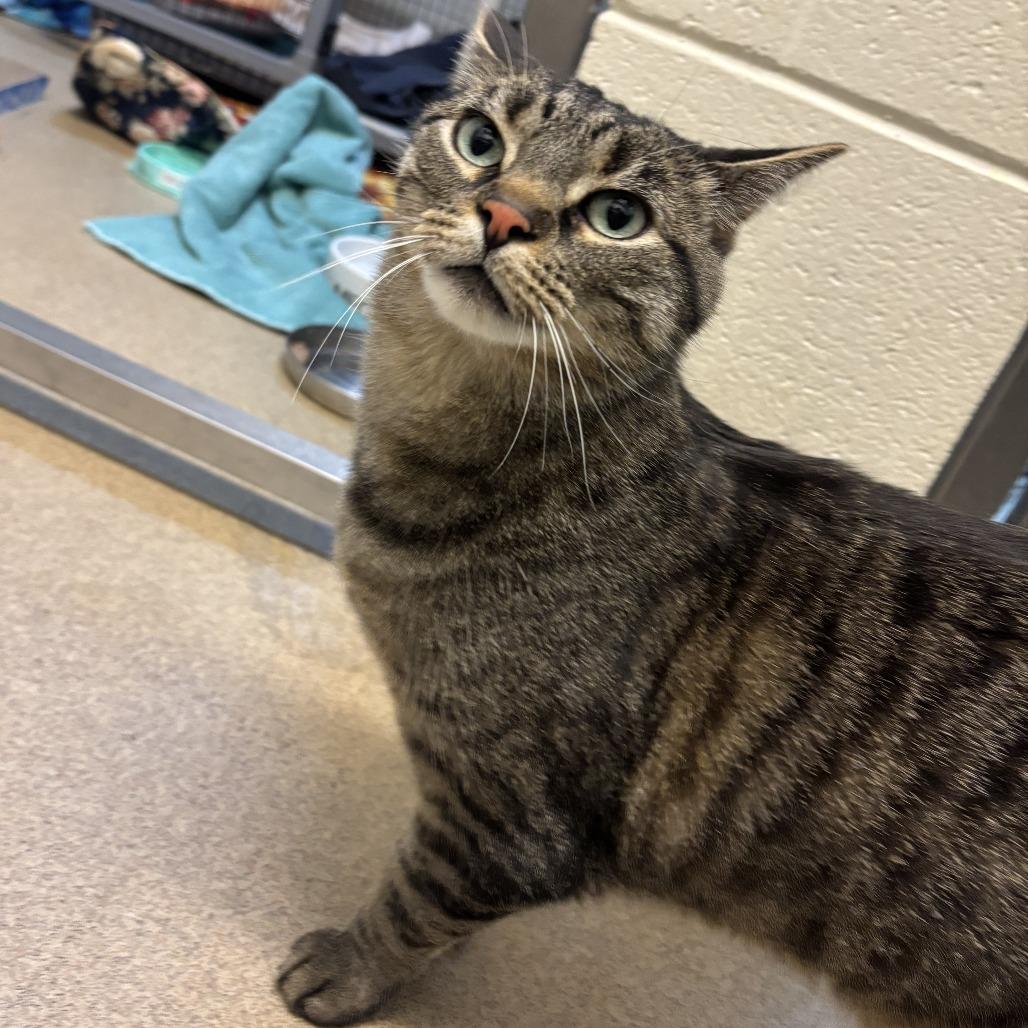 Enlarge Louie, a Adoptable Domestic Short Hair in South Burlington, VT image 4/6