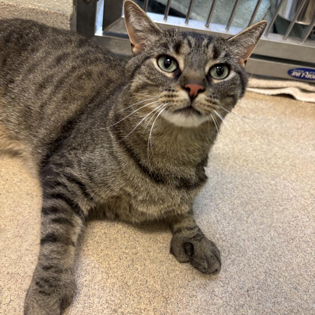 Enlarge Louie, a Adoptable Domestic Short Hair in South Burlington, VT image 5/6