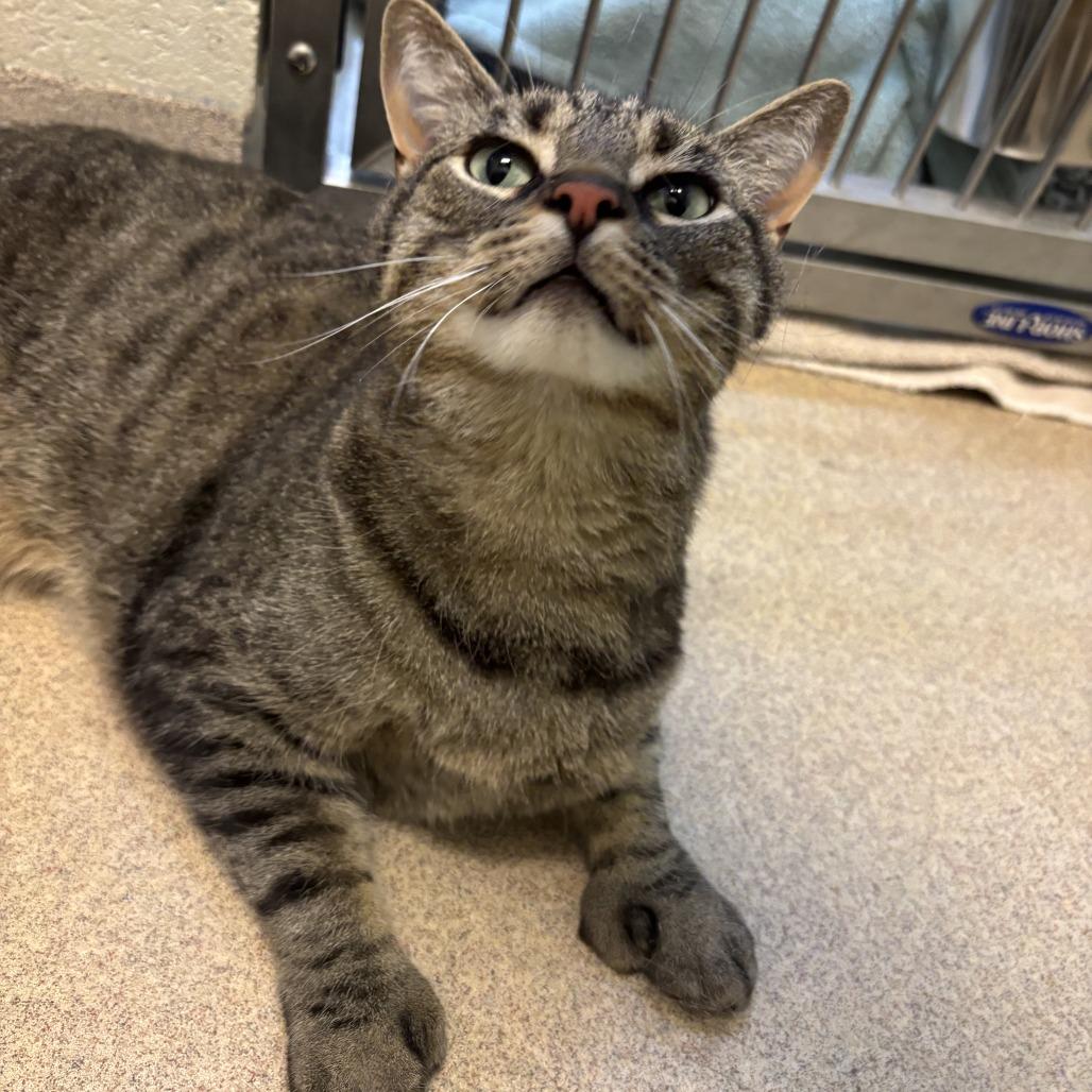 Enlarge Louie, a Adoptable Domestic Short Hair in South Burlington, VT image 6/6