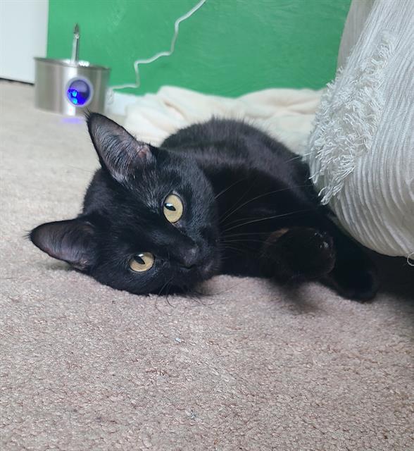 Enlarge EMERALD, a Adoptable Domestic Short Hair in Colorado Springs, CO image 1/1