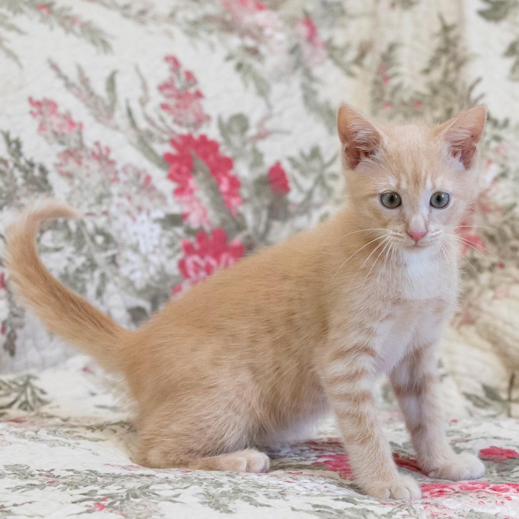 Enlarge Cinderella, a Adoptable Domestic Short Hair in Cartersville, GA image 1/6