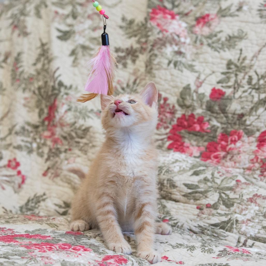 Enlarge Cinderella, a Adoptable Domestic Short Hair in Cartersville, GA image 2/6
