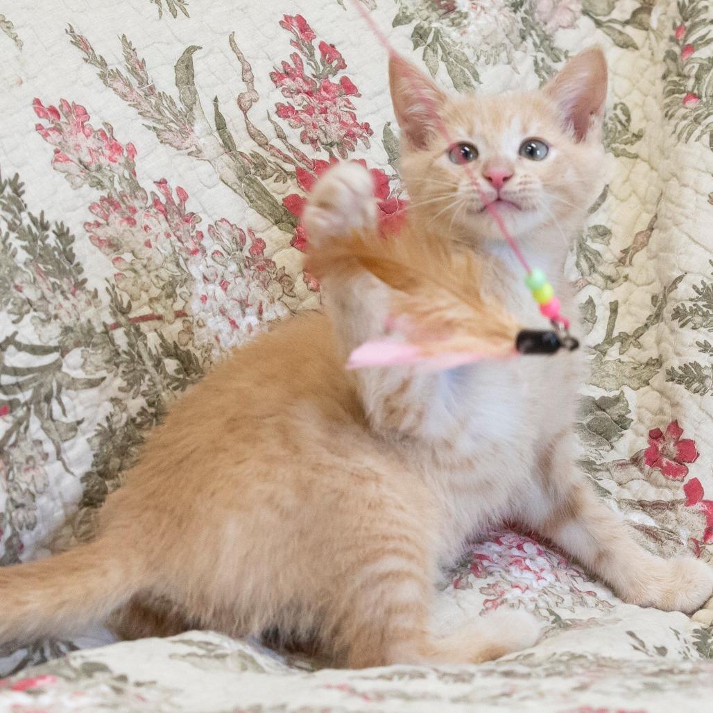 Enlarge Cinderella, a Adoptable Domestic Short Hair in Cartersville, GA image 3/6