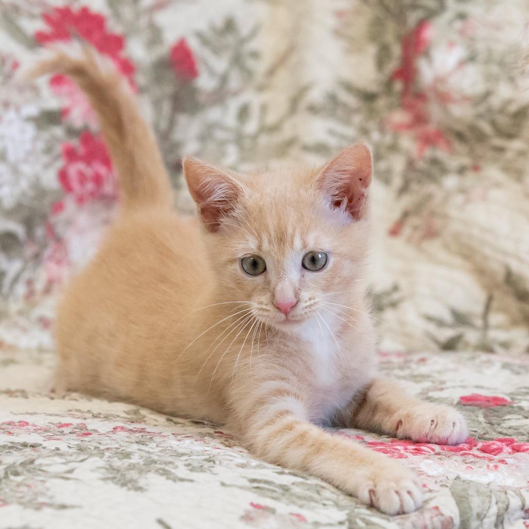 Enlarge Cinderella, a Adoptable Domestic Short Hair in Cartersville, GA image 4/6