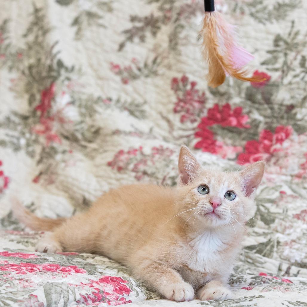 Enlarge Cinderella, a Adoptable Domestic Short Hair in Cartersville, GA image 5/6