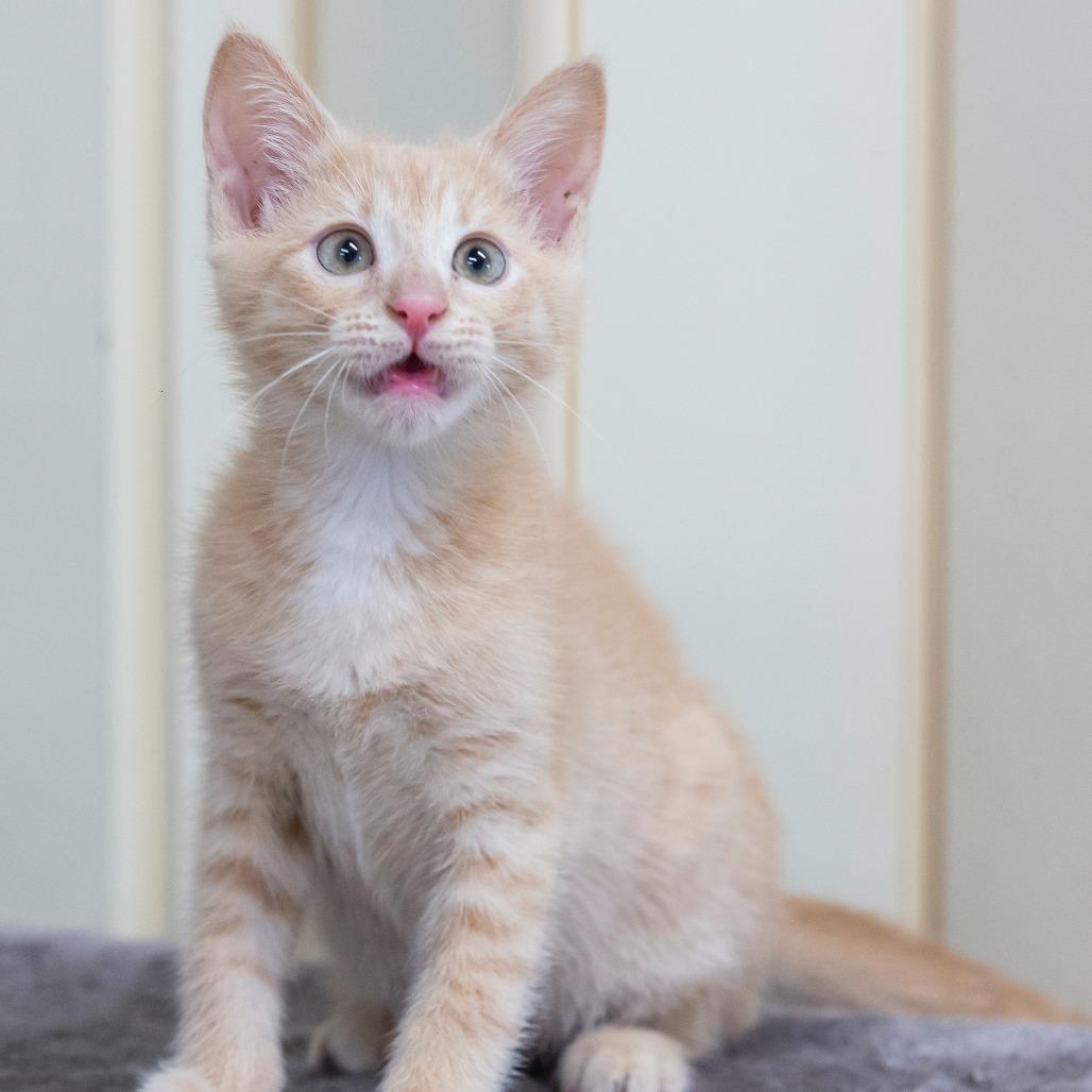 Enlarge Cinderella, a Adoptable Domestic Short Hair in Cartersville, GA image 6/6