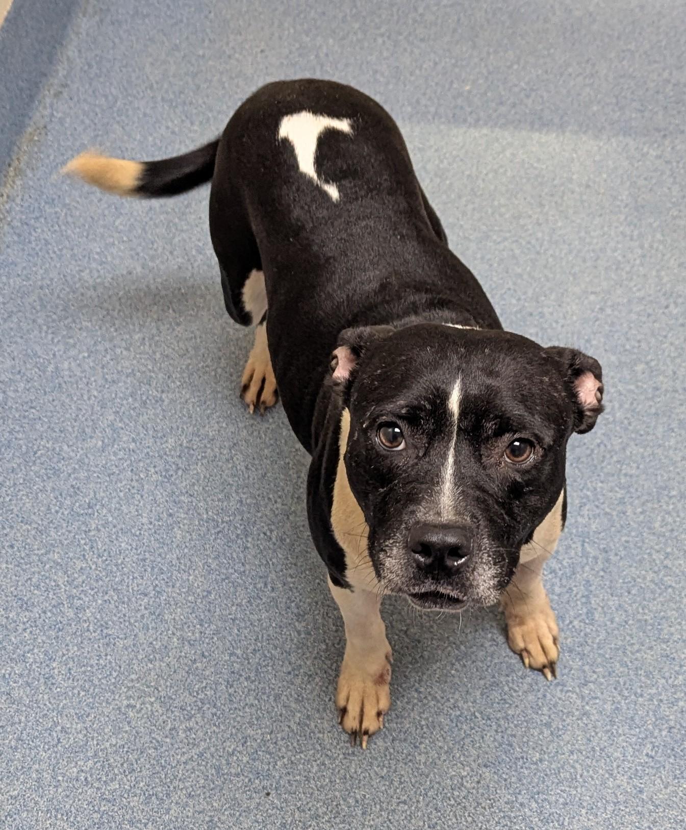 Enlarge Jennie, a ADOPTABLE Pit Bull Terrier in Suffolk, VA image 1/2