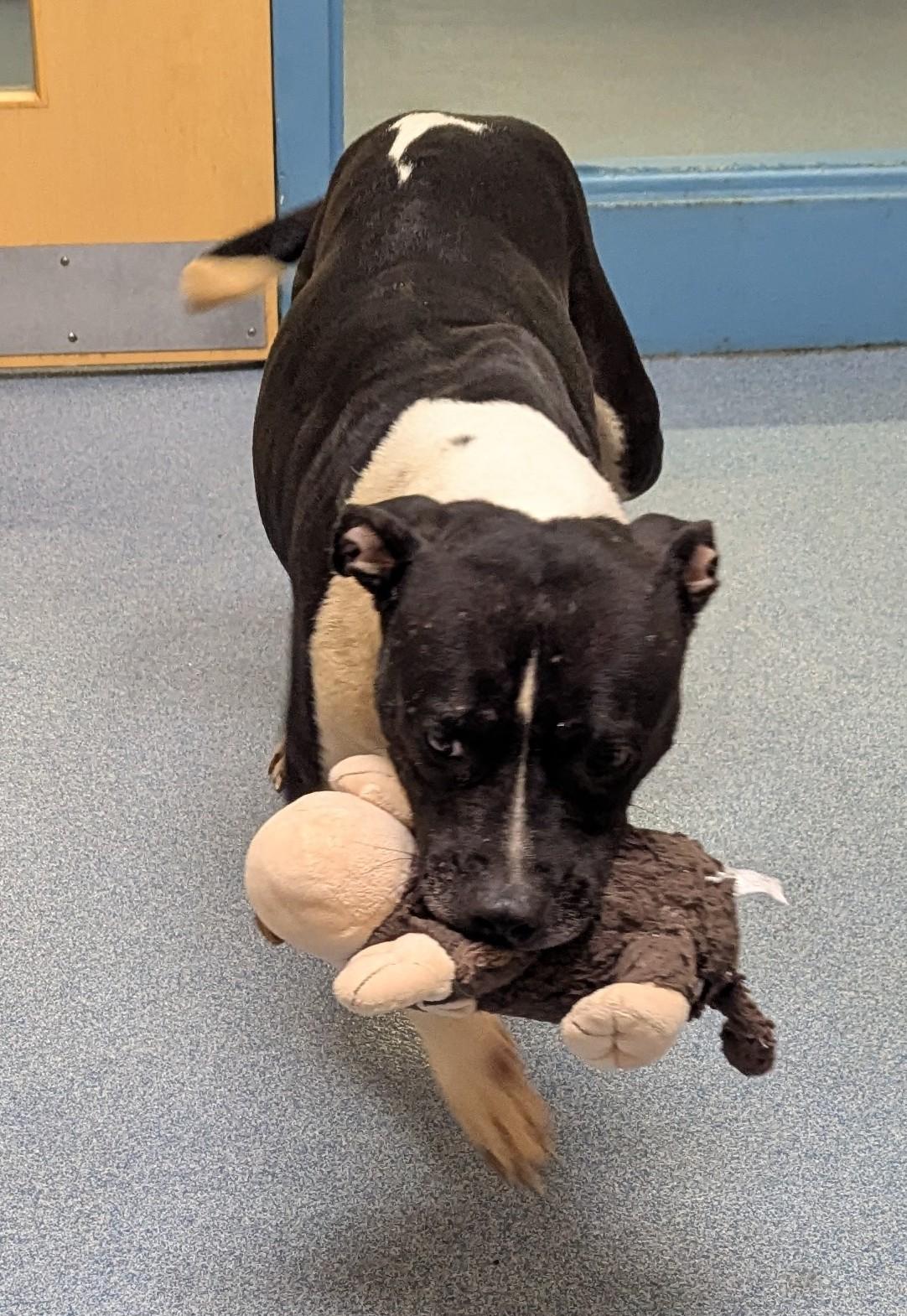 Enlarge Jennie, a ADOPTABLE Pit Bull Terrier in Suffolk, VA image 2/2
