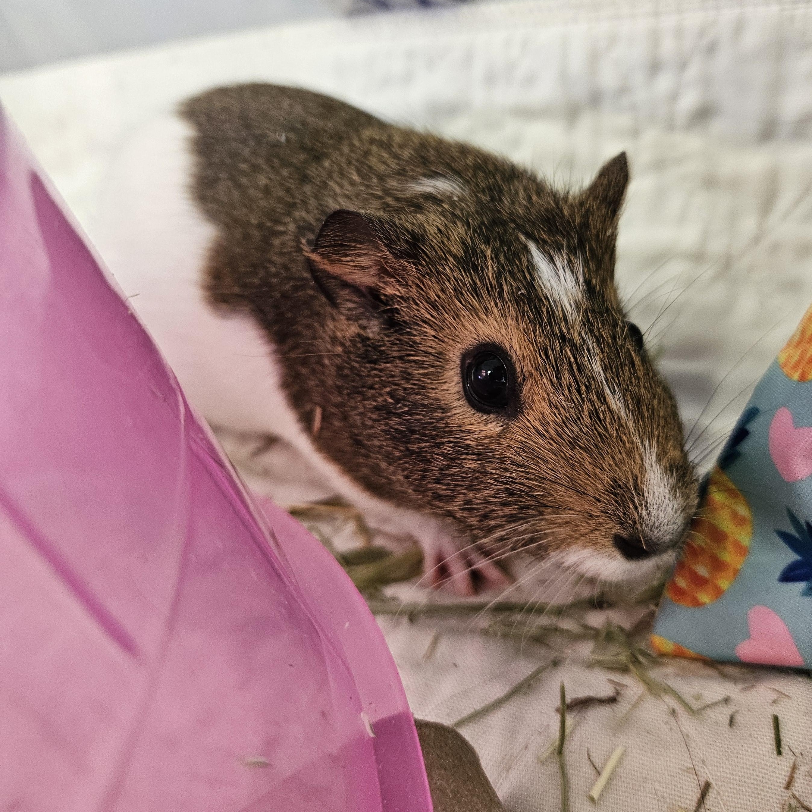 Coca & Cola, a ADOPTABLE Guinea Pig in Medfield, MA image 2/3