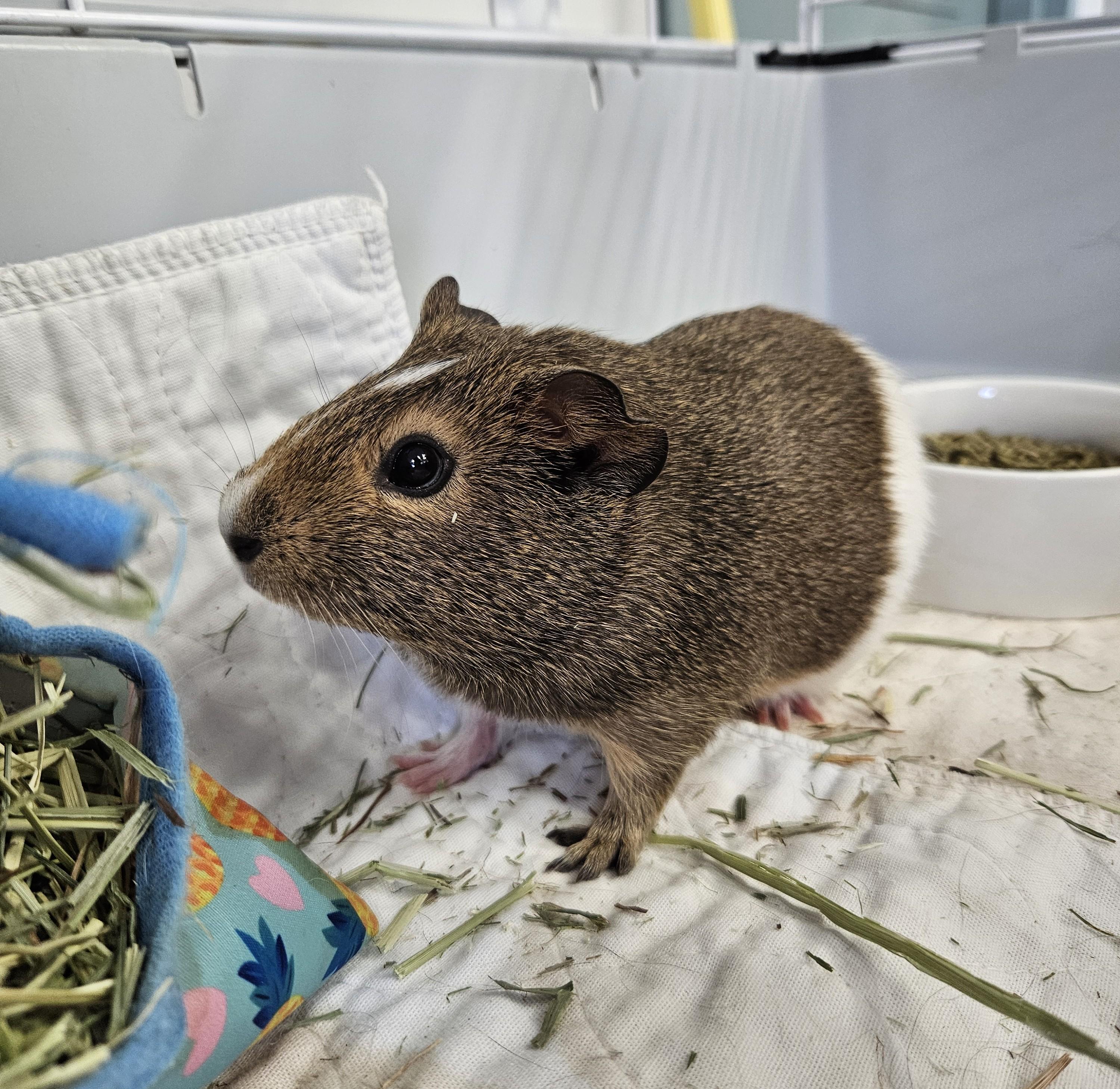 Coca & Cola, a ADOPTABLE Guinea Pig in Medfield, MA image 1/3