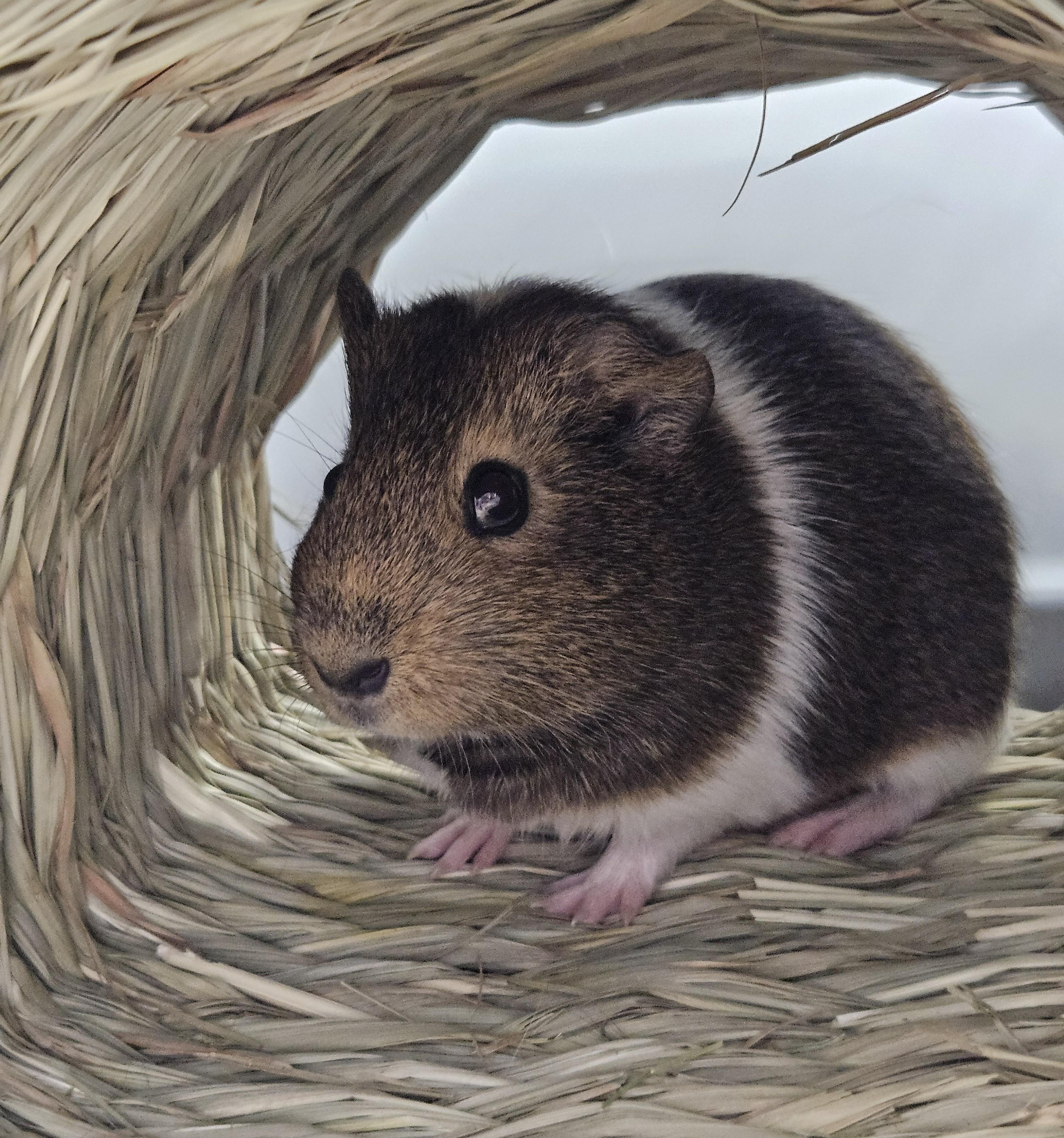 Coca & Cola, a ADOPTABLE Guinea Pig in Medfield, MA image 3/3