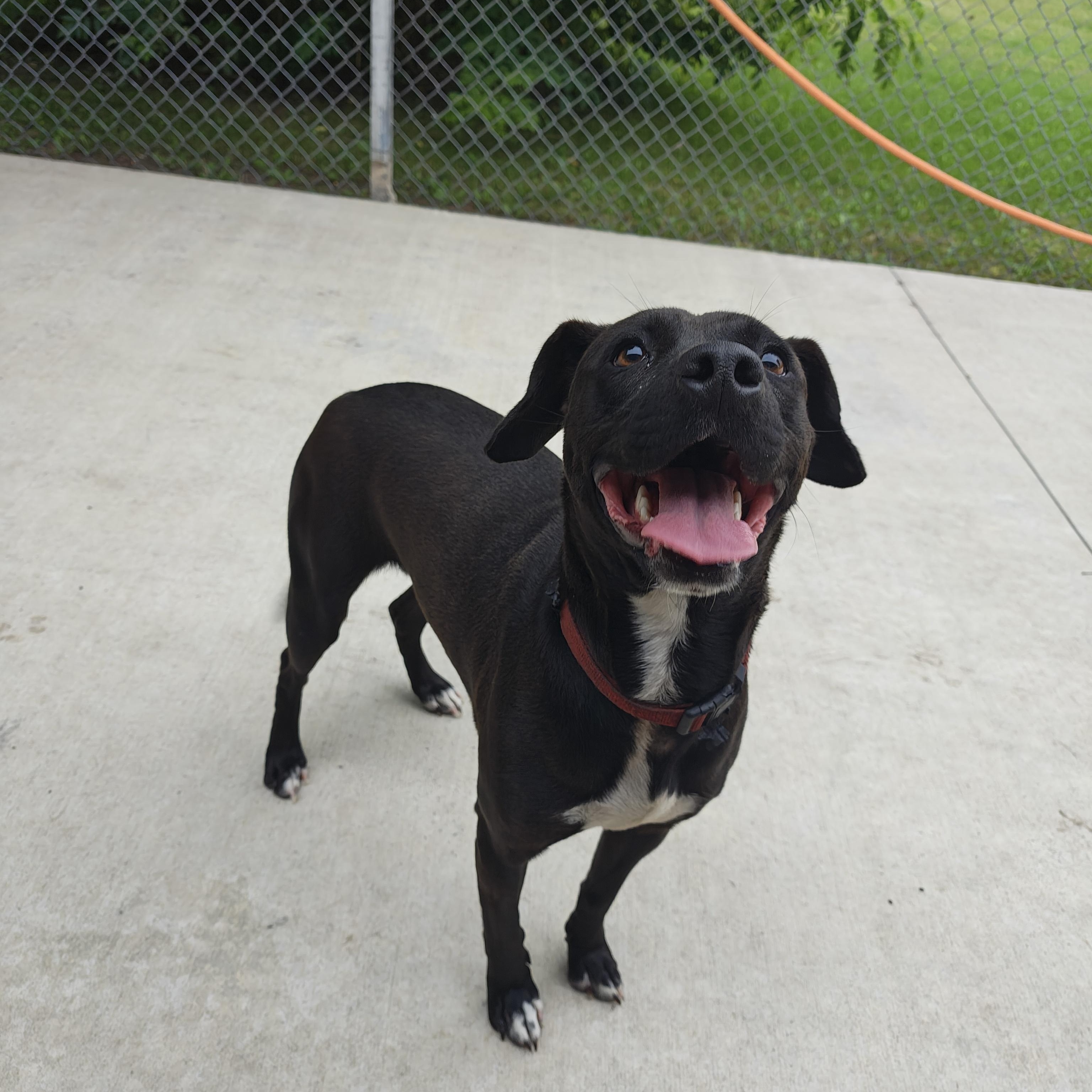 Enlarge Bella, a Adoptable mixed breed in Oconto, WI image 2/5