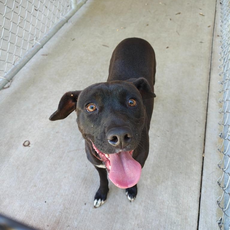 Enlarge Bella, a Adoptable mixed breed in Oconto, WI image 3/5