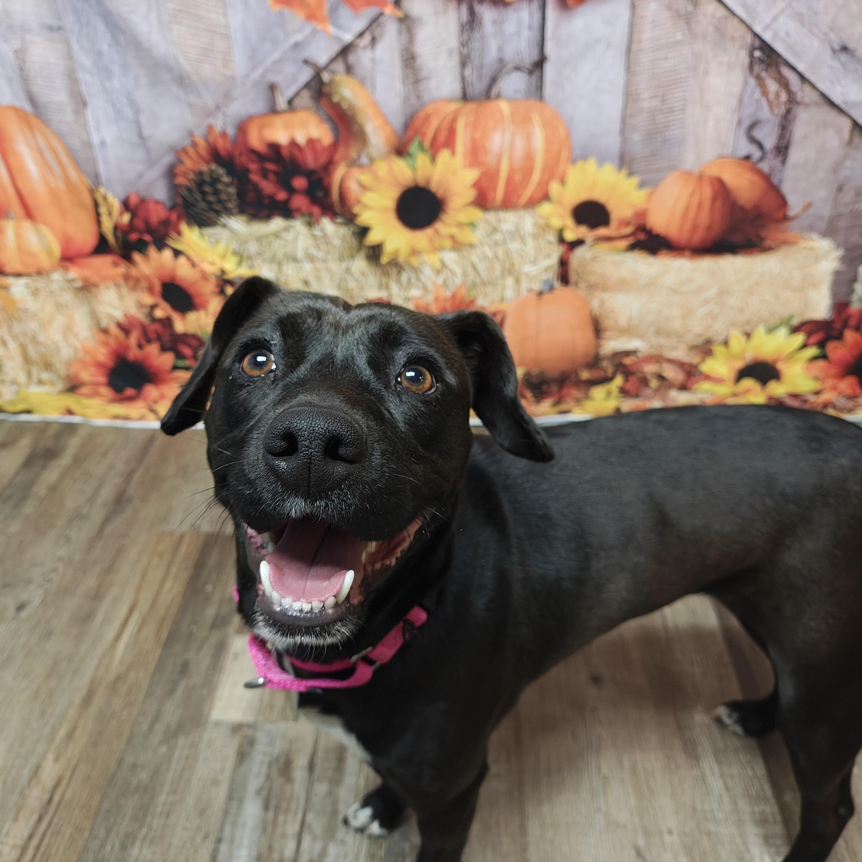 Enlarge Bella, a Adoptable mixed breed in Oconto, WI image 4/5