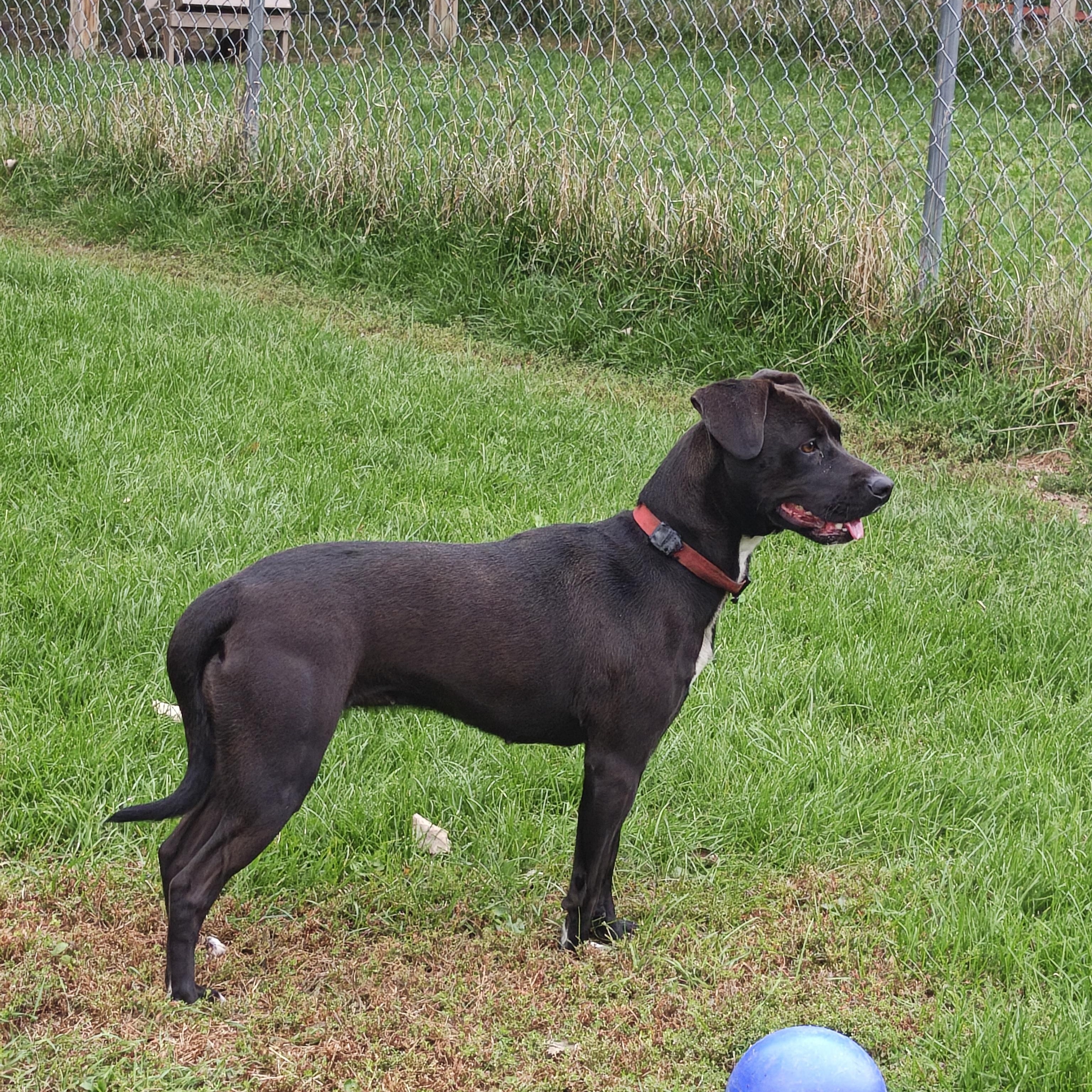 Enlarge Bella, a Adoptable mixed breed in Oconto, WI image 5/5