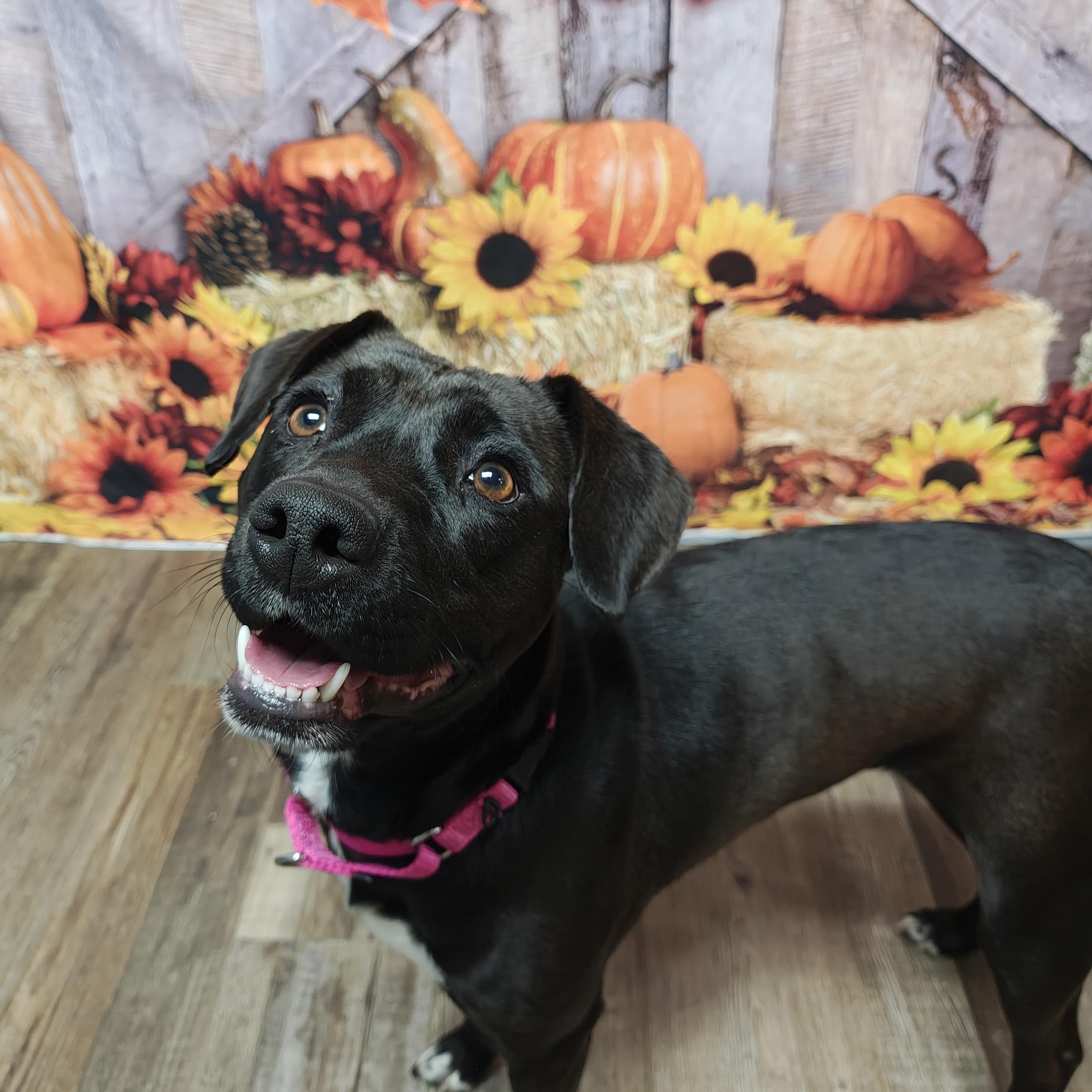 Enlarge Bella, a Adoptable mixed breed in Oconto, WI image 1/5