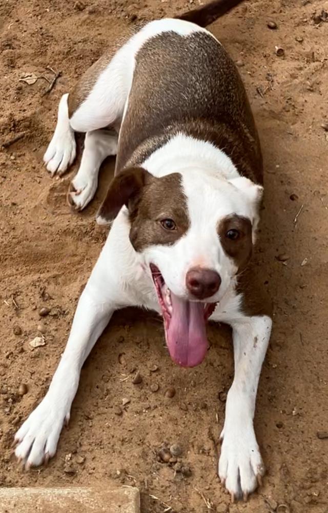 Sarah, Adoptable, Adult Female English Pointer.