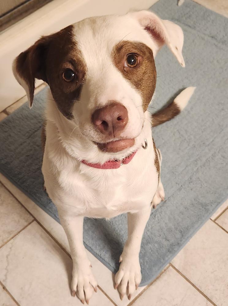 Enlarge Sarah, a Adoptable mixed breed in Tulsa, OK image 4/4