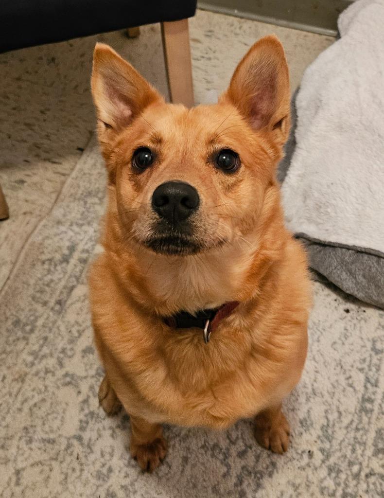 Hachi, a Adoptable Finnish Spitz in Hardeeville, SC image 1/2
