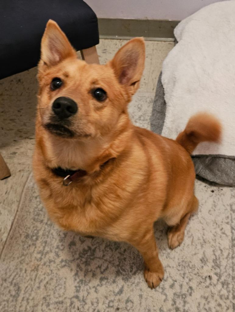 Hachi, a Adoptable Finnish Spitz in Hardeeville, SC image 2/2