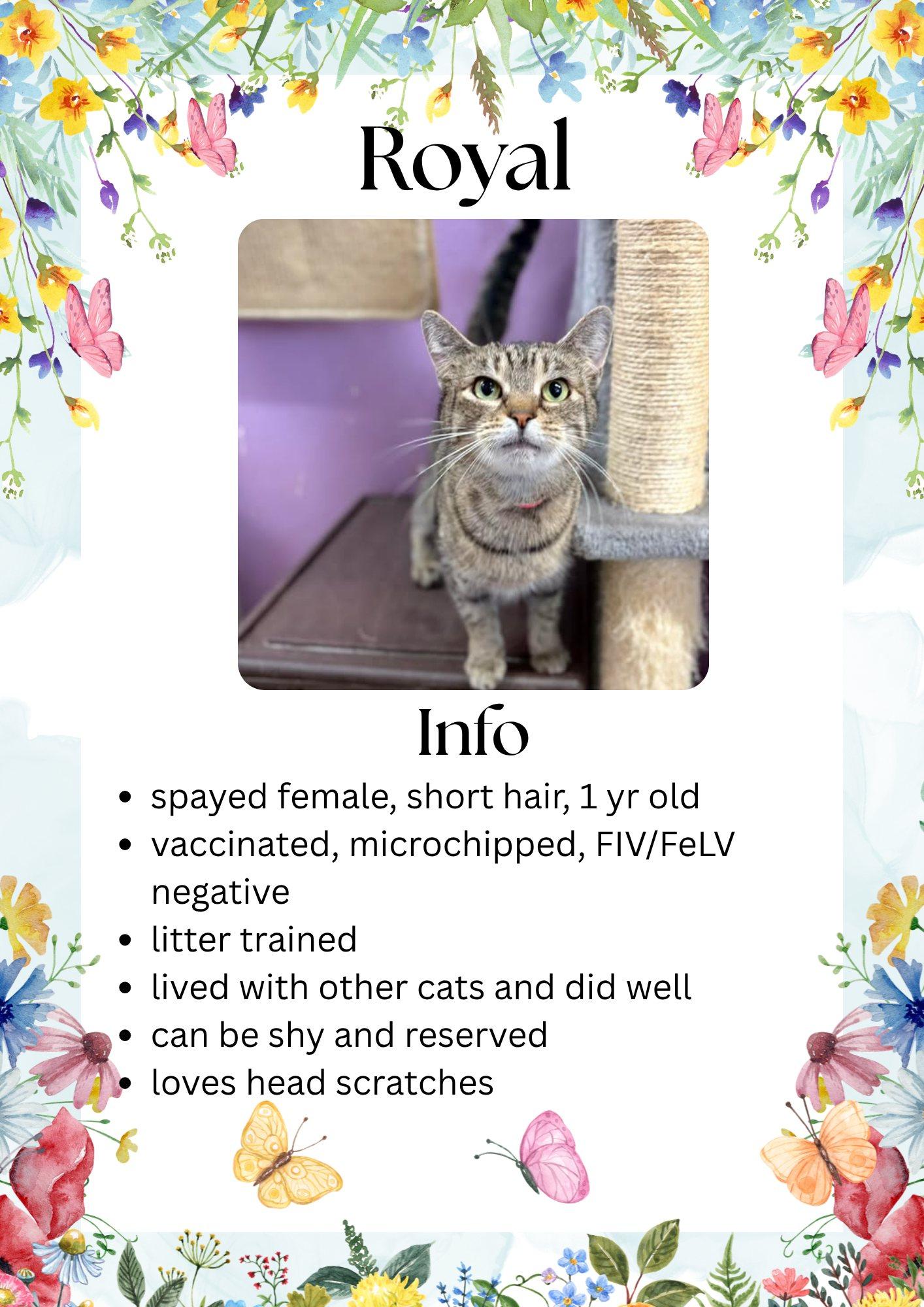 Royal, ADOPTABLE, Adult Female Domestic Short Hair.