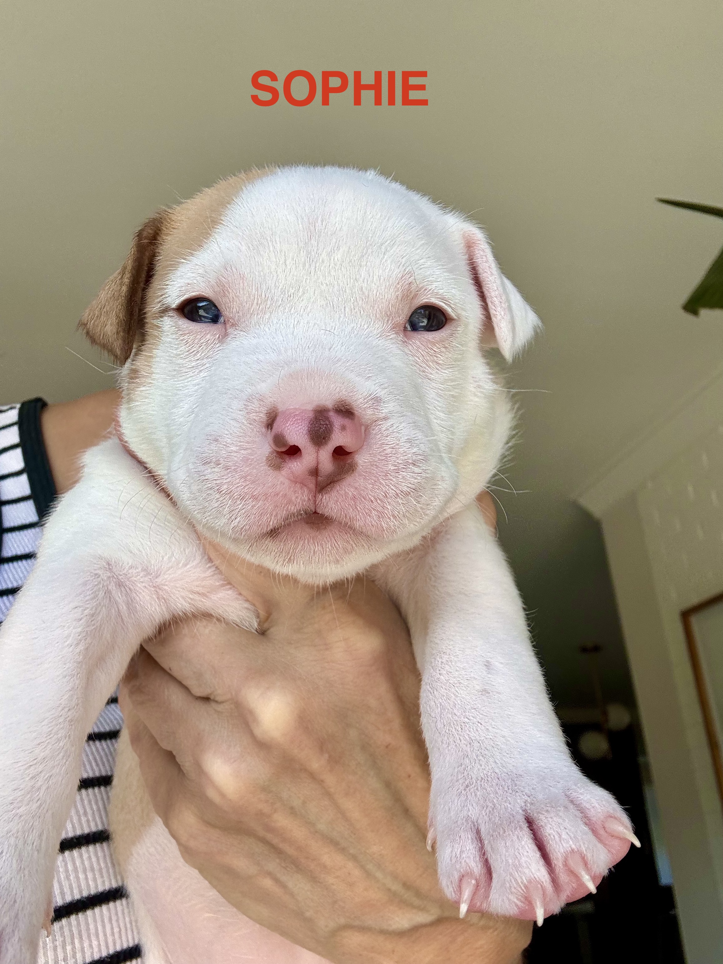 Sophie, a Adopted mixed breed in Roselle, IL image 4/6