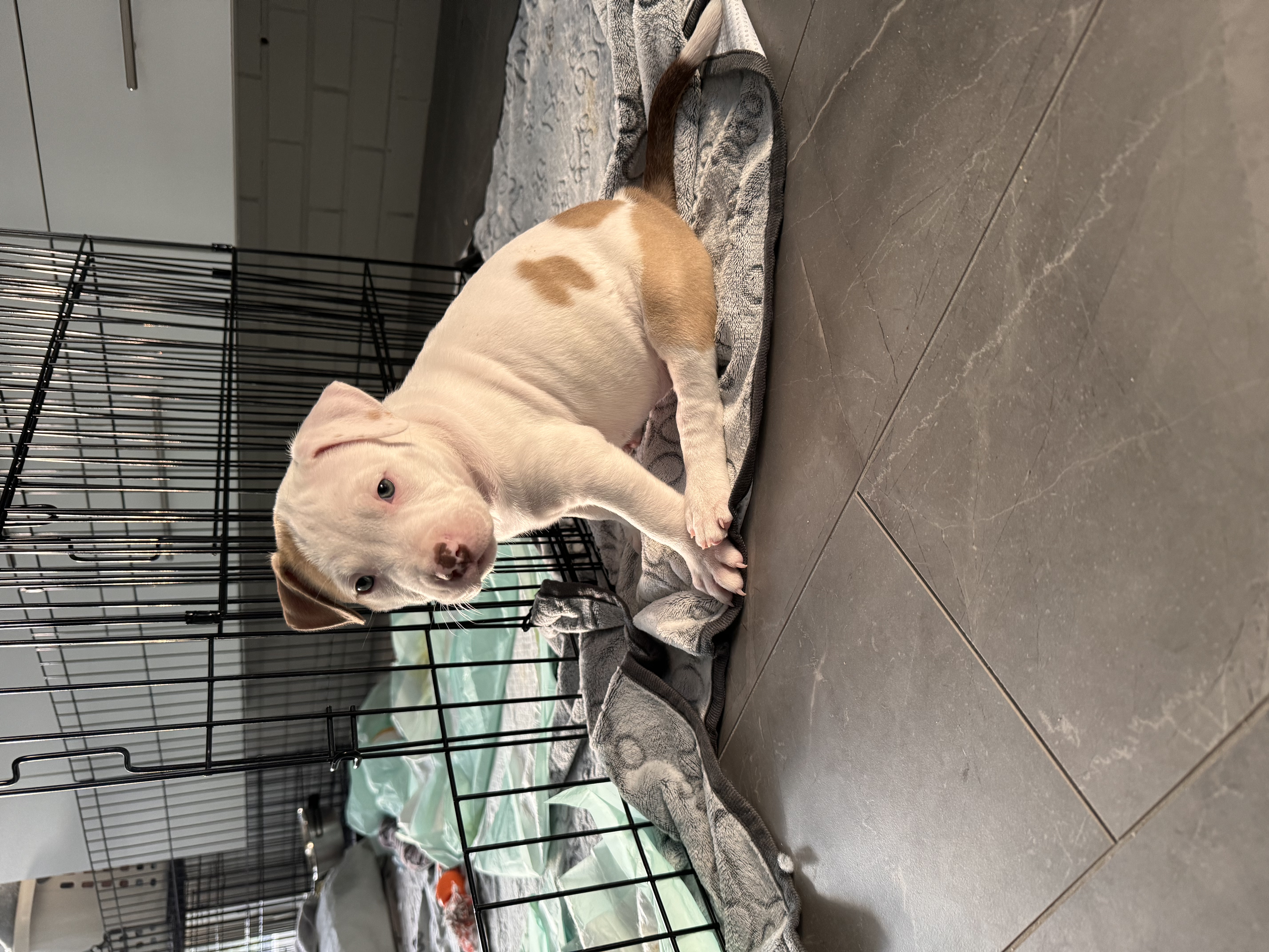 Sophie, a Adopted mixed breed in Roselle, IL image 3/6